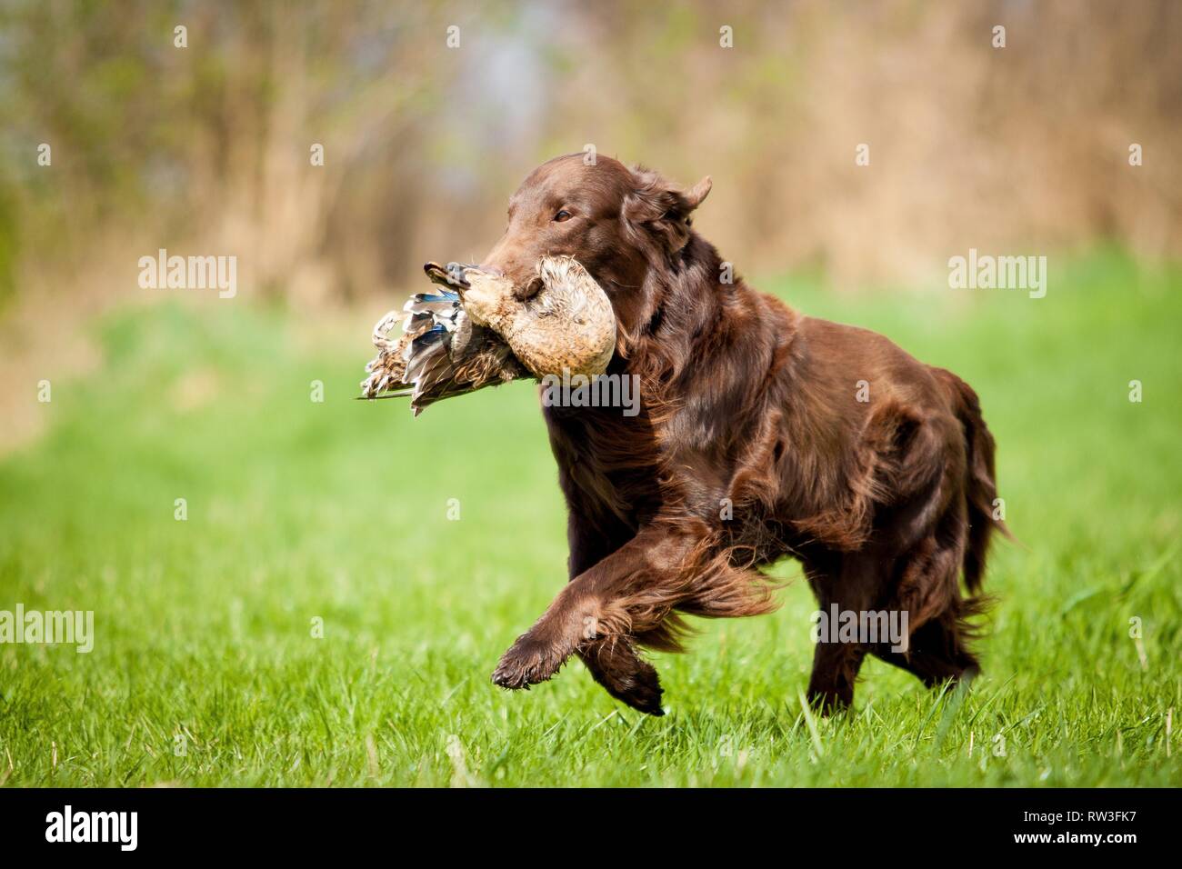 Flat Coated Retriever auf Entenjagd Stockfoto