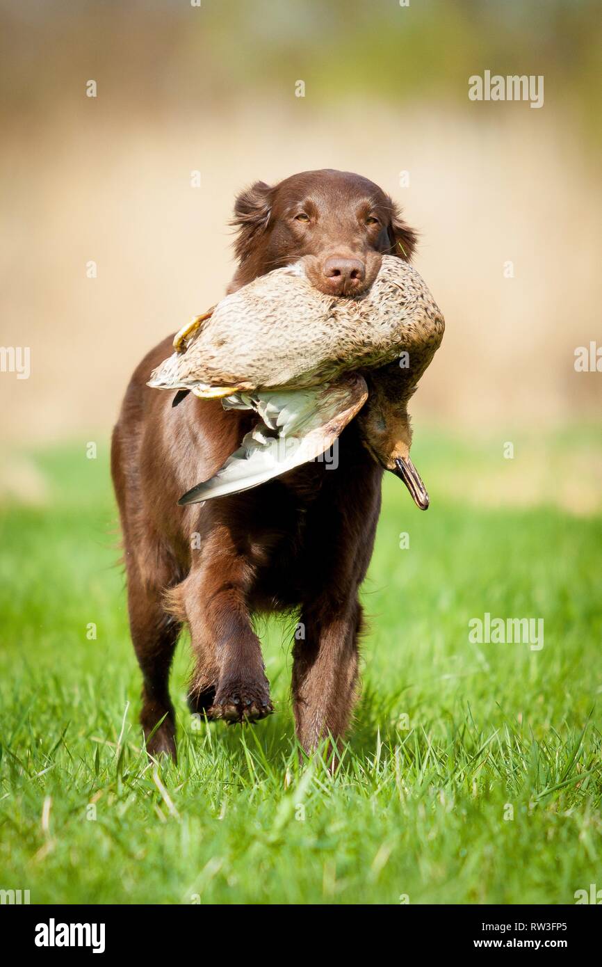 Flat Coated Retriever auf Entenjagd Stockfoto