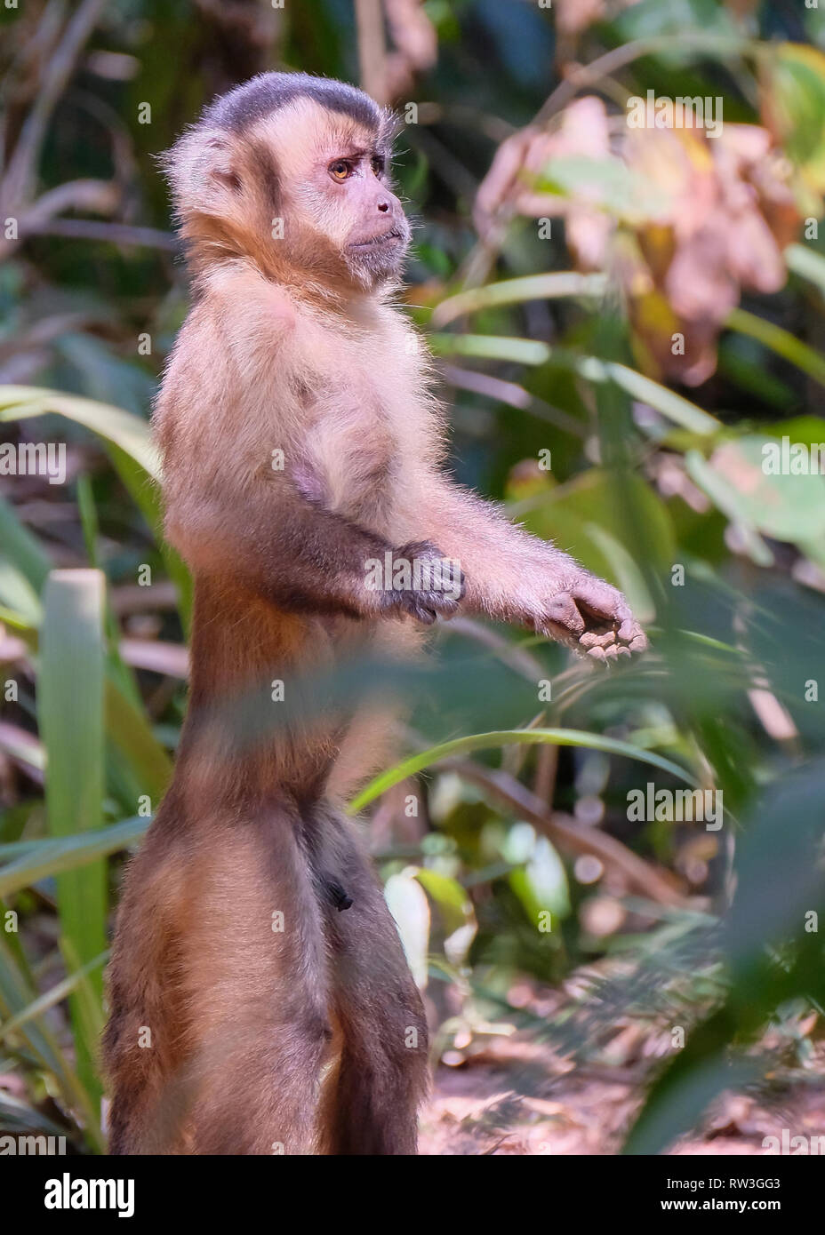 Adsar der Kapuziner Kapuziner oder mit Kapuze, Sapajus Cay, Simia Apella oder Cebus Apella, Nobres, Mato Grosso, Pantanal, Brasilien Stockfoto