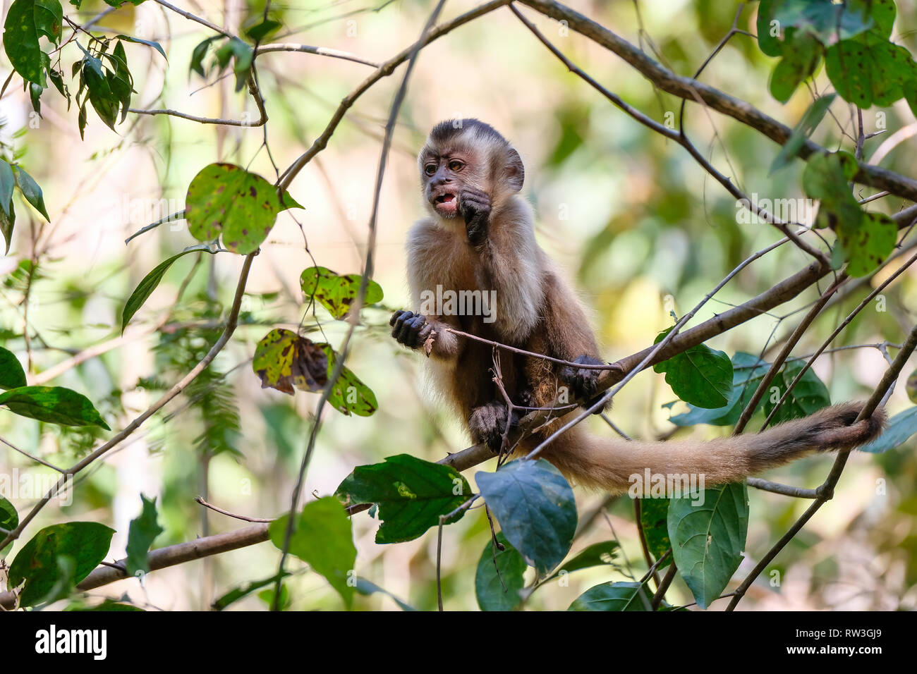 Adsar der Kapuziner Kapuziner oder mit Kapuze, Sapajus Cay, Simia Apella oder Cebus Apella, Nobres, Mato Grosso, Pantanal, Brasilien Stockfoto