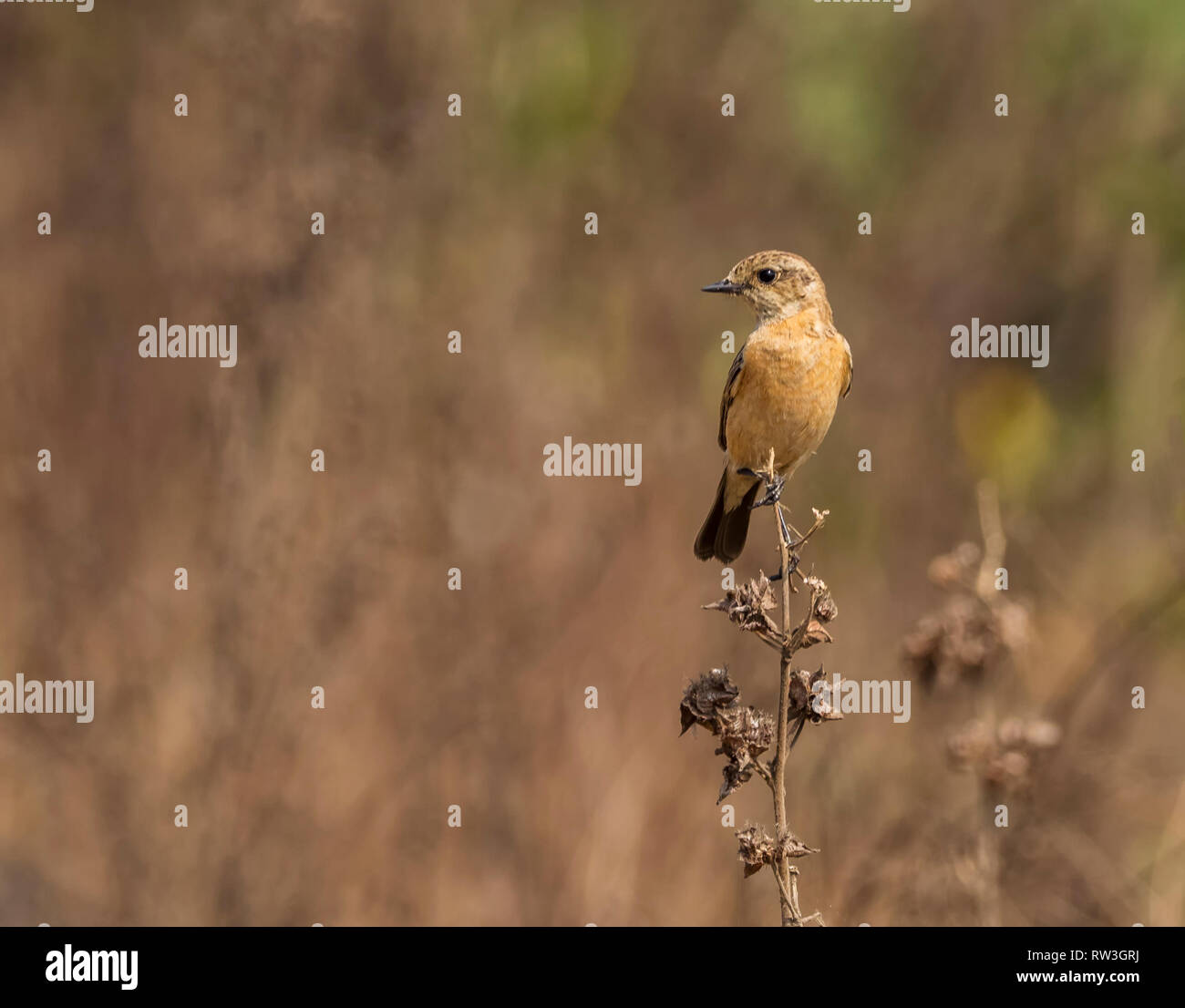 Sibirische Stein chat Stockfoto