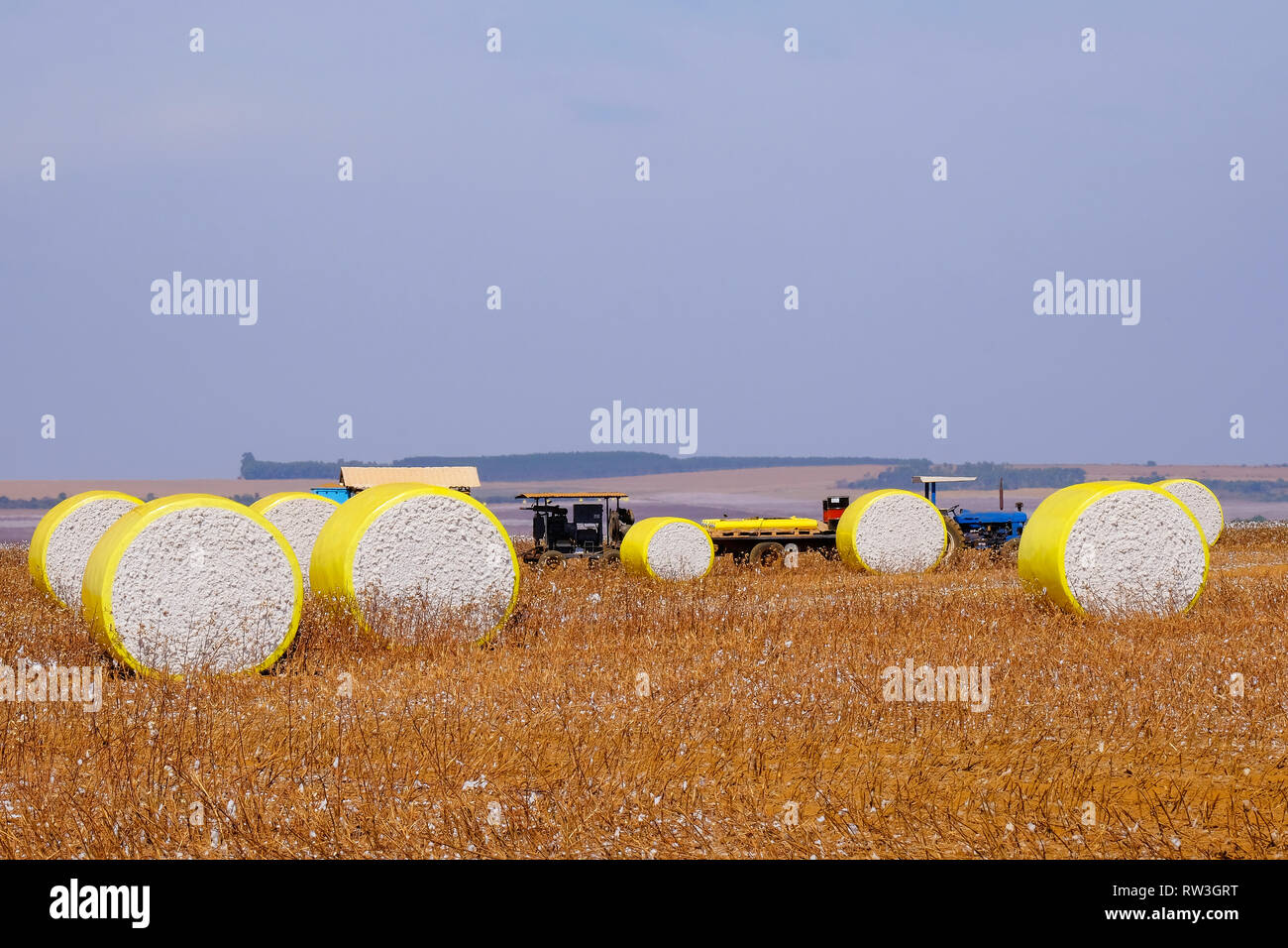 Rundballen von frisch geerntete Baumwolle gelb Kunststoff verpackte, im Feld in Campo Verde, Mato Grosso, Brasilien Stockfoto