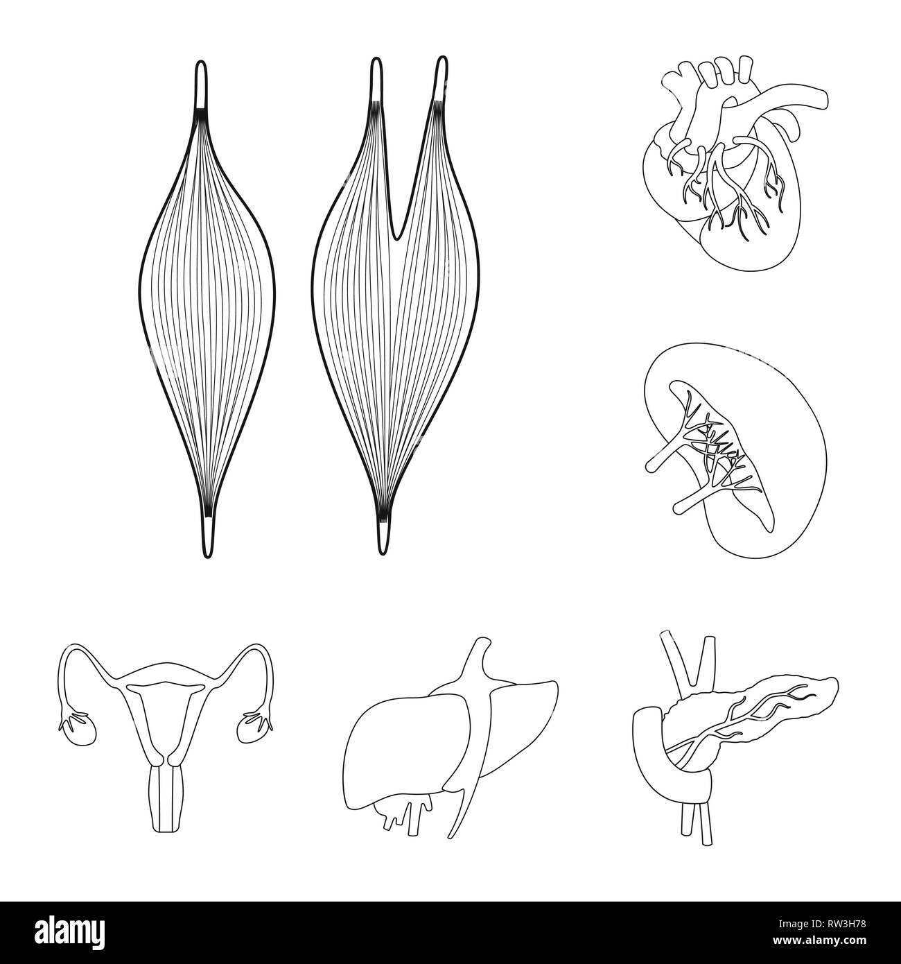Muskel, Herz, Niere, der Harnwege, der Leber, der Bauchspeicheldrüse