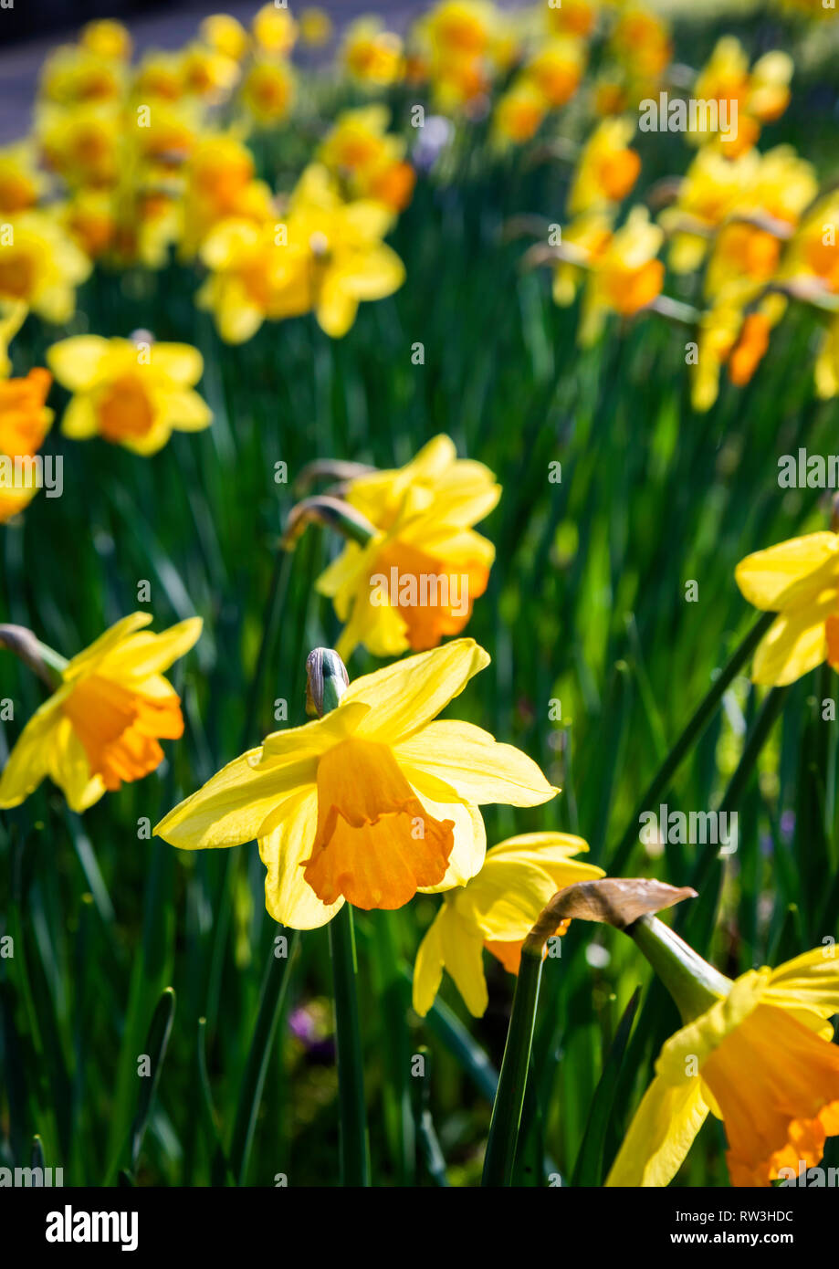 Narzissen in voller Blüte Stockfoto