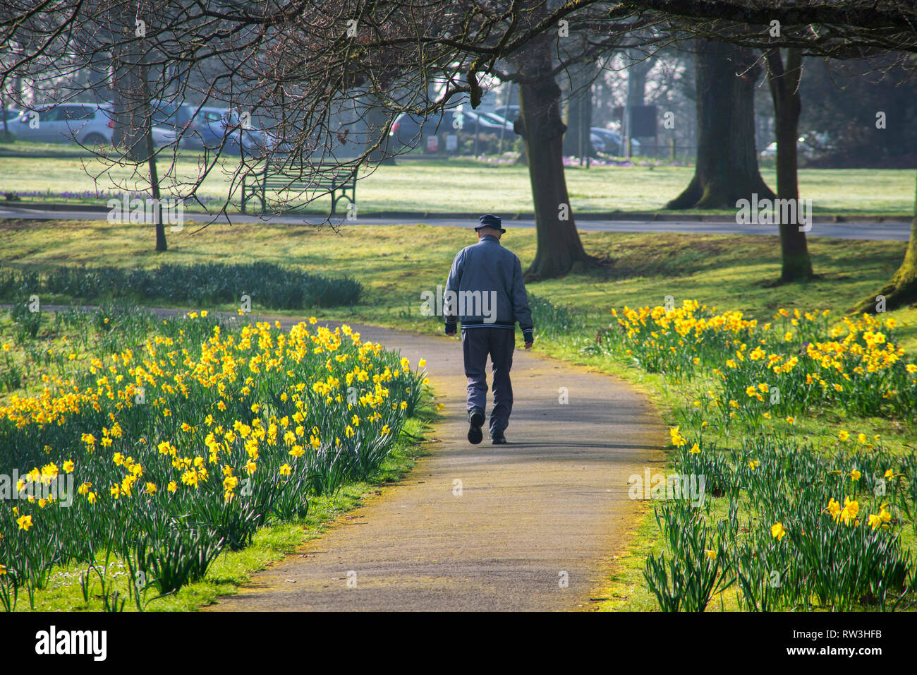 Weg durch die Narzissen im Barnett Park Belfast Stockfoto