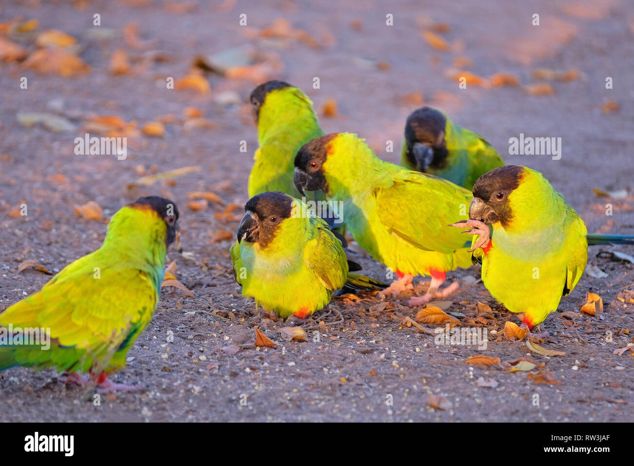 Nanday Sittiche, Aratinga Nenday, auch wie die schwarz-hooded Papageien oder Sittiche Nanday, Pantanal, Brasilien Stockfoto
