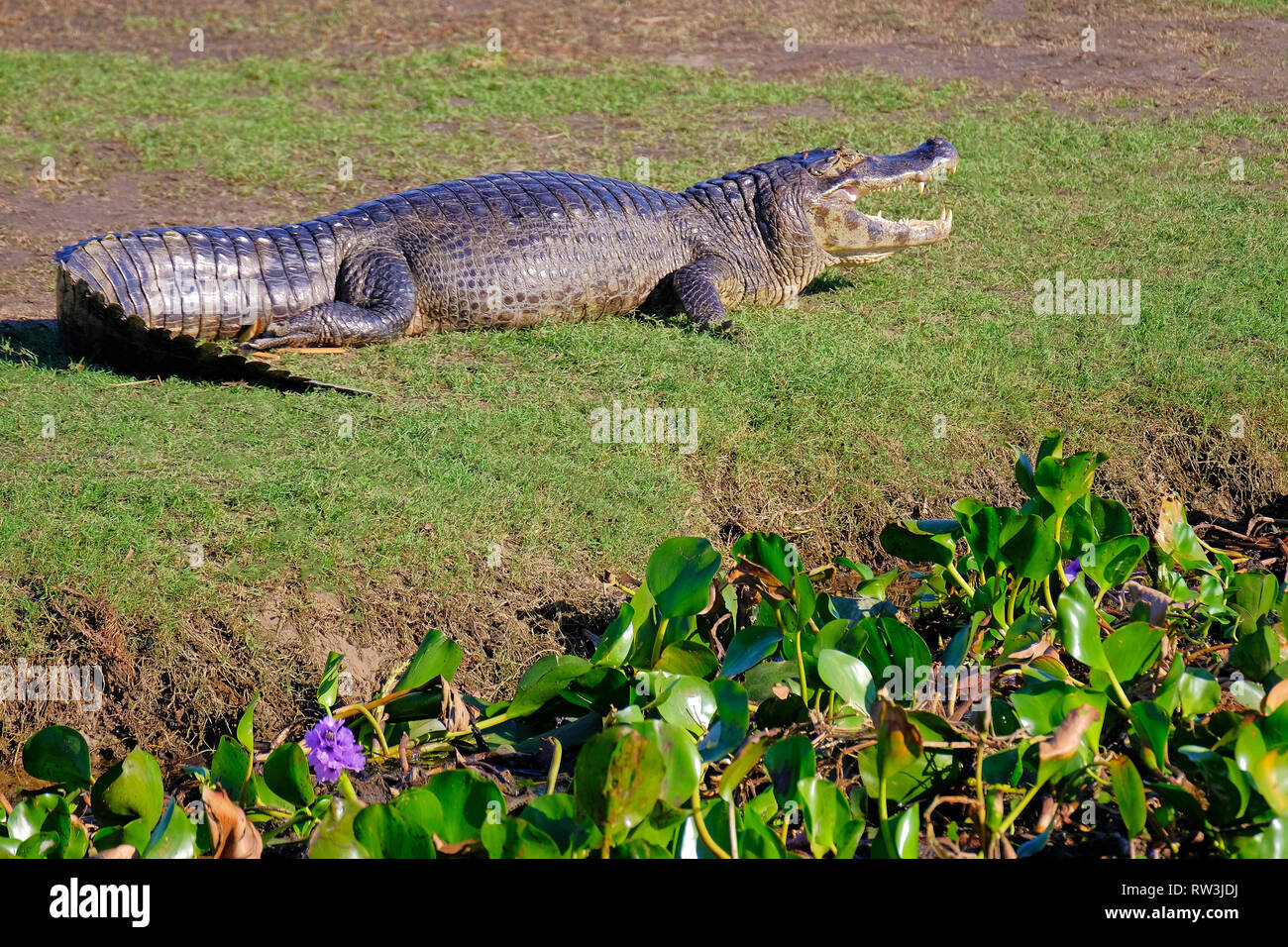 Caiman Yacare, Caiman Crocodilus Yacare Jacare, im Grasland des Pantanal Feuchtgebiet, Petropolis, Mato Grosso Sul, Brasilien Stockfoto