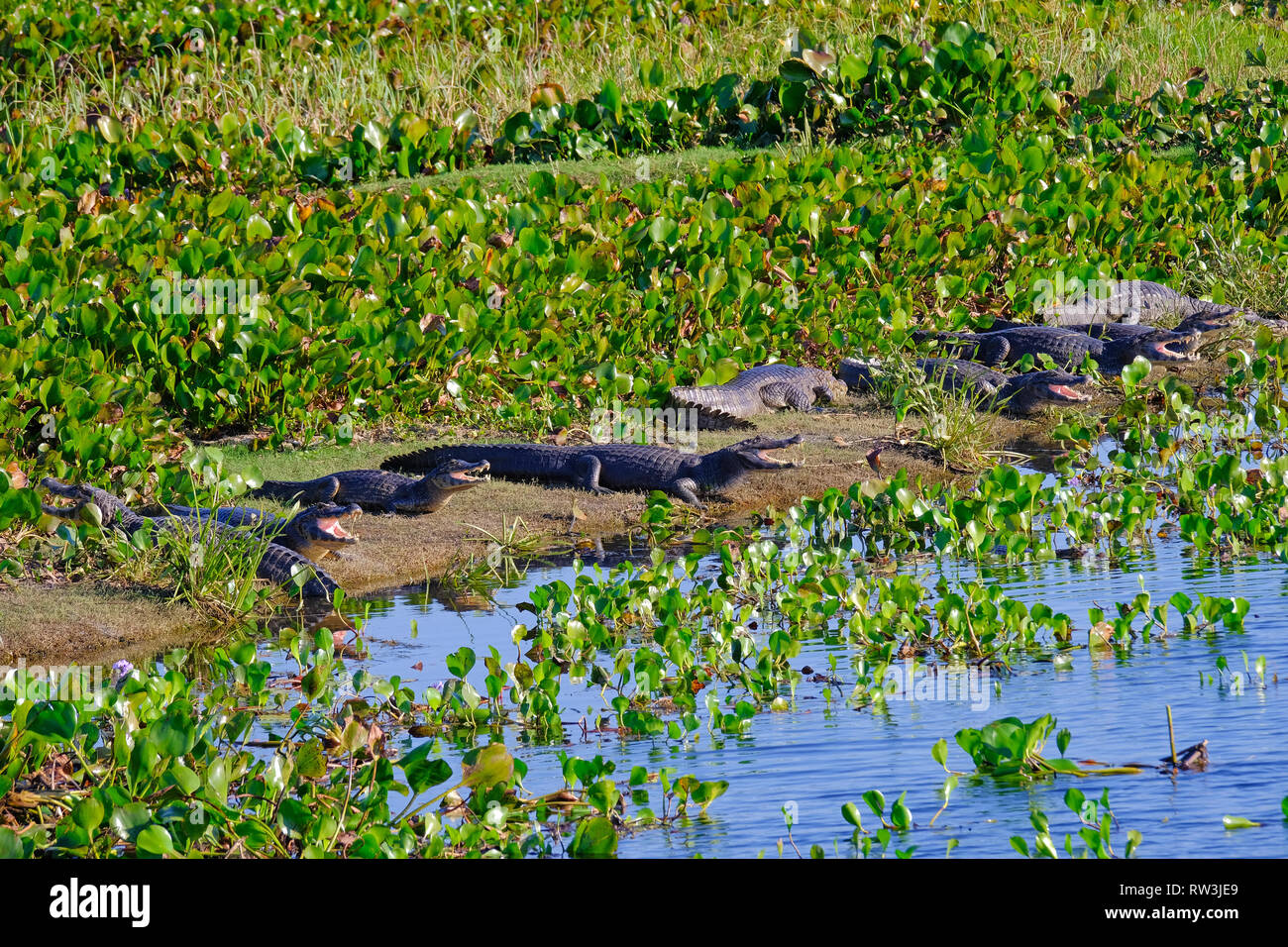 Yacare Kaimane, Caiman Crocodilus Yacare Jacare, im Grasland des Pantanal Feuchtgebiet, Petropolis, Mato Grosso Sul, Brasilien Stockfoto