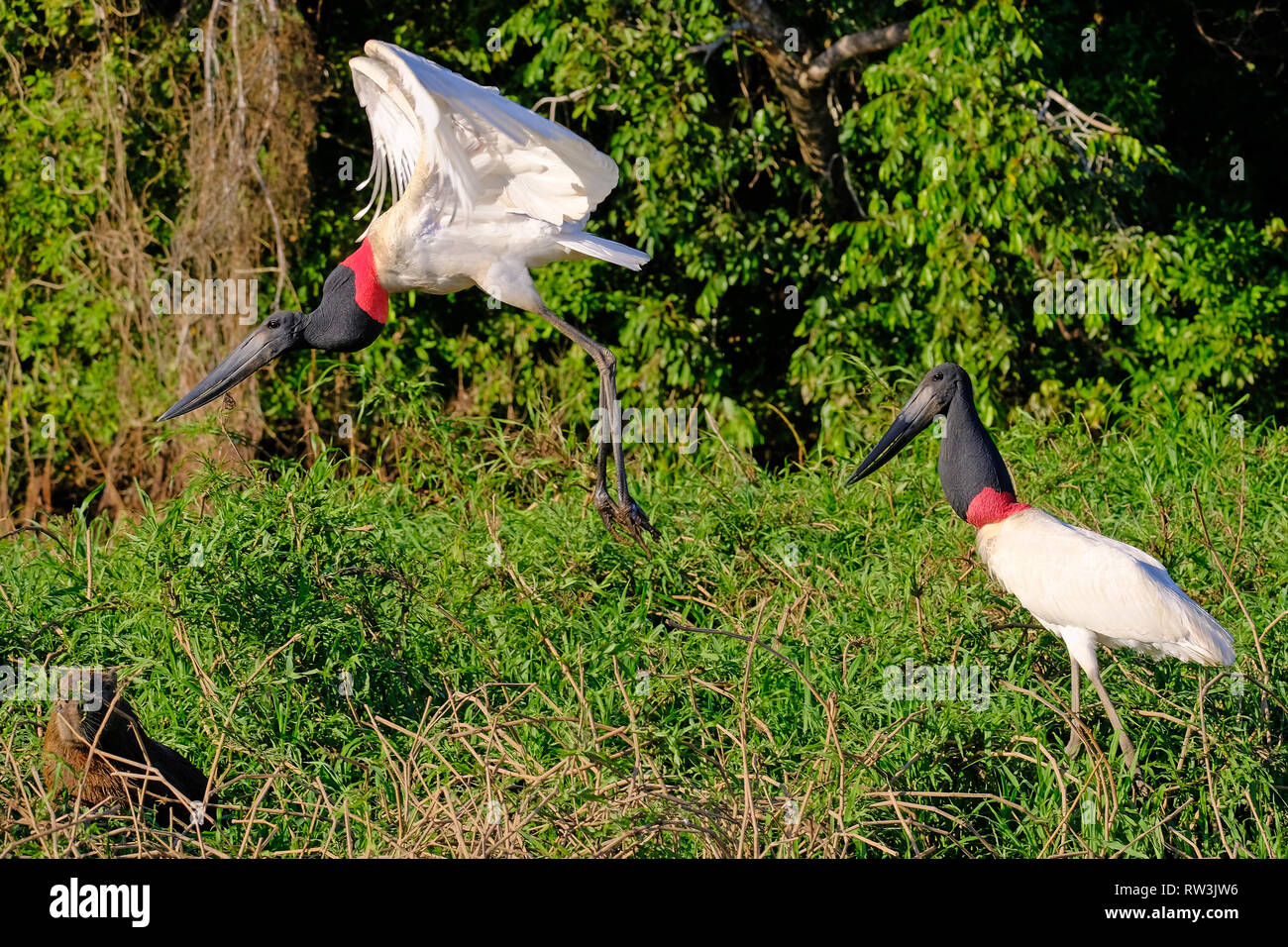 Jabiru Störche, Jabiru Mycteria, Cuiaba Fluss, Porto Jofre, Pantanal Matogrossense, Mato Grosso do Sul, Brasilien Stockfoto