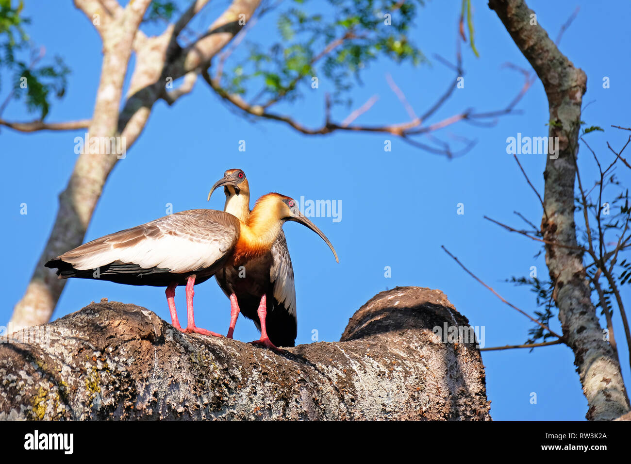 Ein paar Buff Necked Ibis, Theristicus Caudatus, stehend auf einem Zweig im Pantanal, Porto Jofre, Brasilien, Südamerika Stockfoto