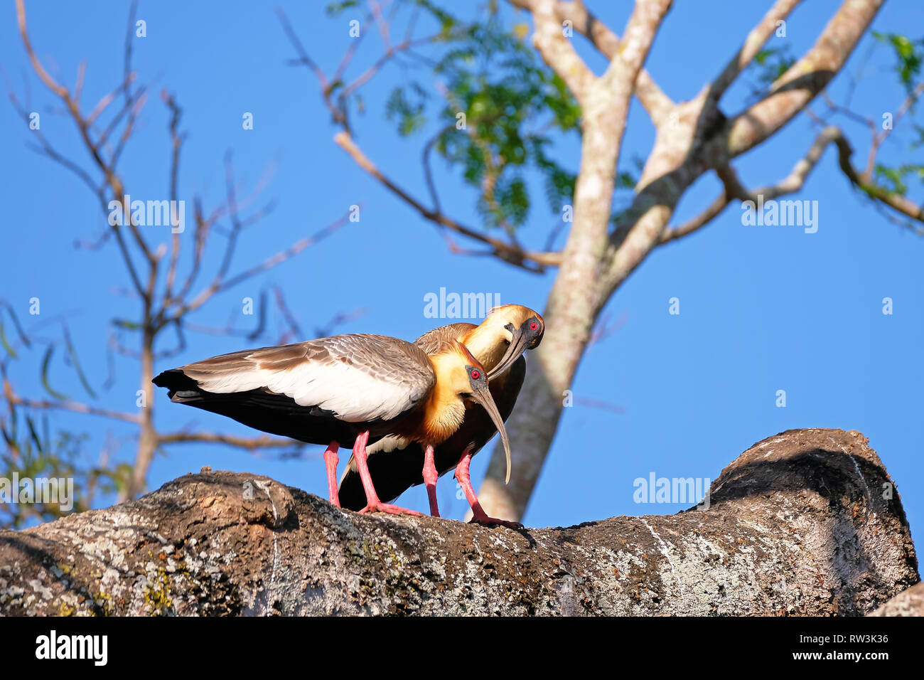 Ein paar Buff Necked Ibis, Theristicus Caudatus, stehend auf einem Zweig im Pantanal, Porto Jofre, Brasilien, Südamerika Stockfoto