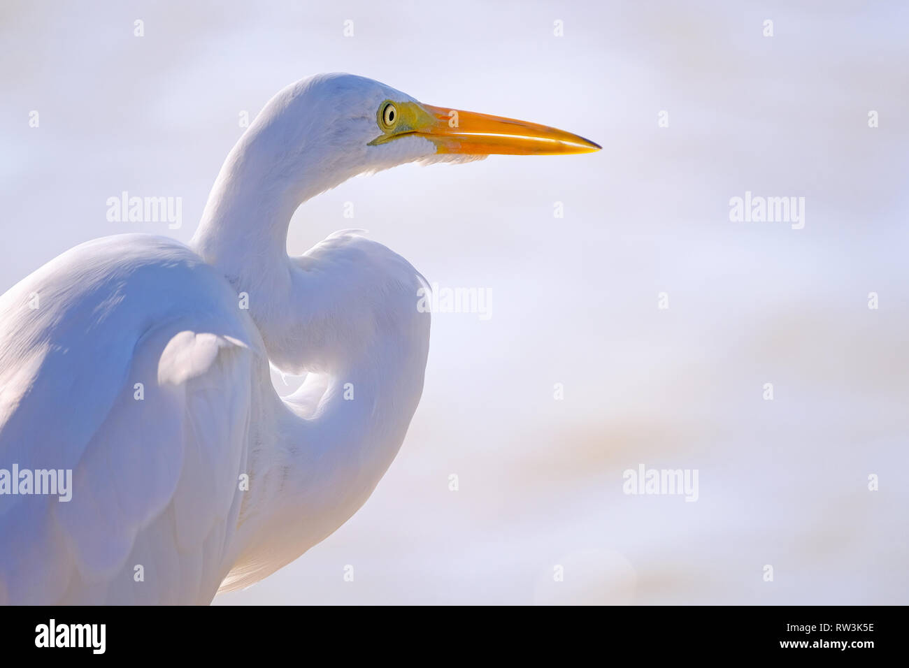 Wunderschönes portrait Nahaufnahme von Great Egret, Egretta alba, im Pantanal, Porto Jofre, Mato Grosso do Sul, Brasilien Stockfoto