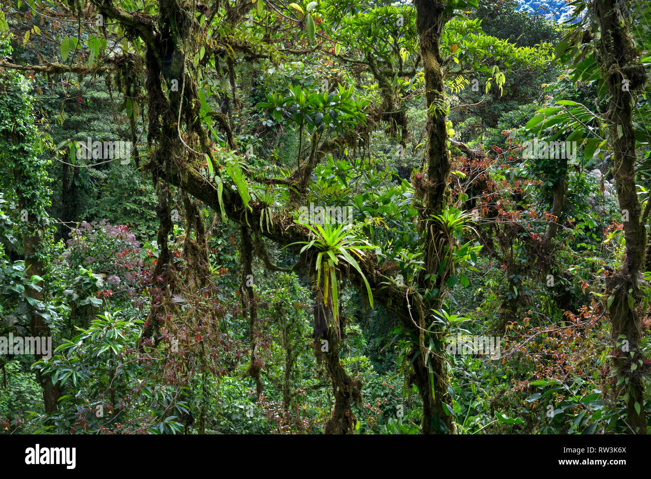 In der Nähe von Pflanzen auf Bäumen in Monteverde, Costa Rica, Mittelamerika Stockfoto