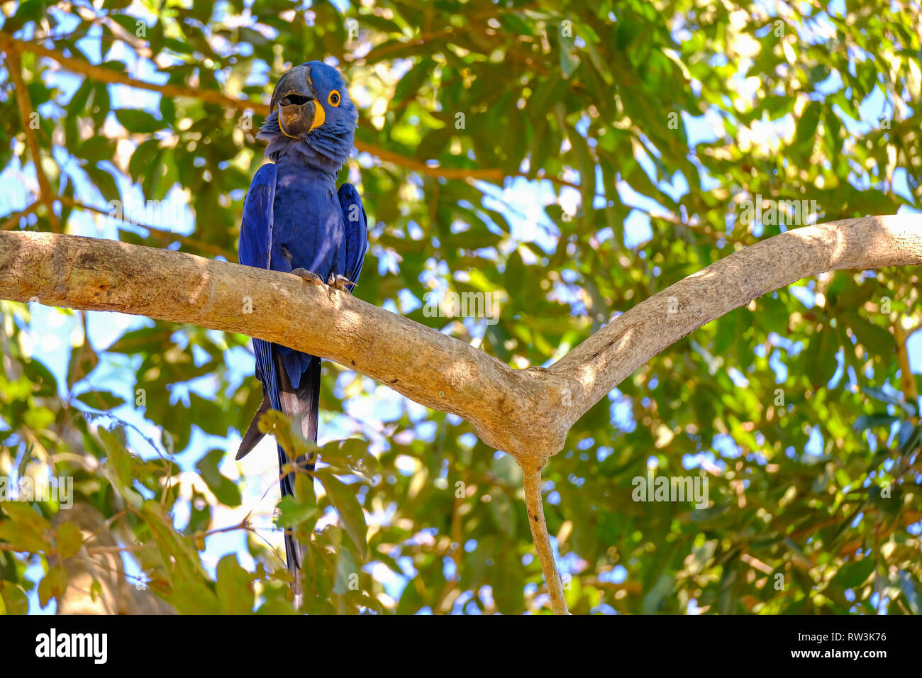 Hyazinthara, Anodorhynchus Hyacinthinus, oder Hyacinthine Macaw, Pantanal, Mato Grosso do Sul, Brasilien Stockfoto