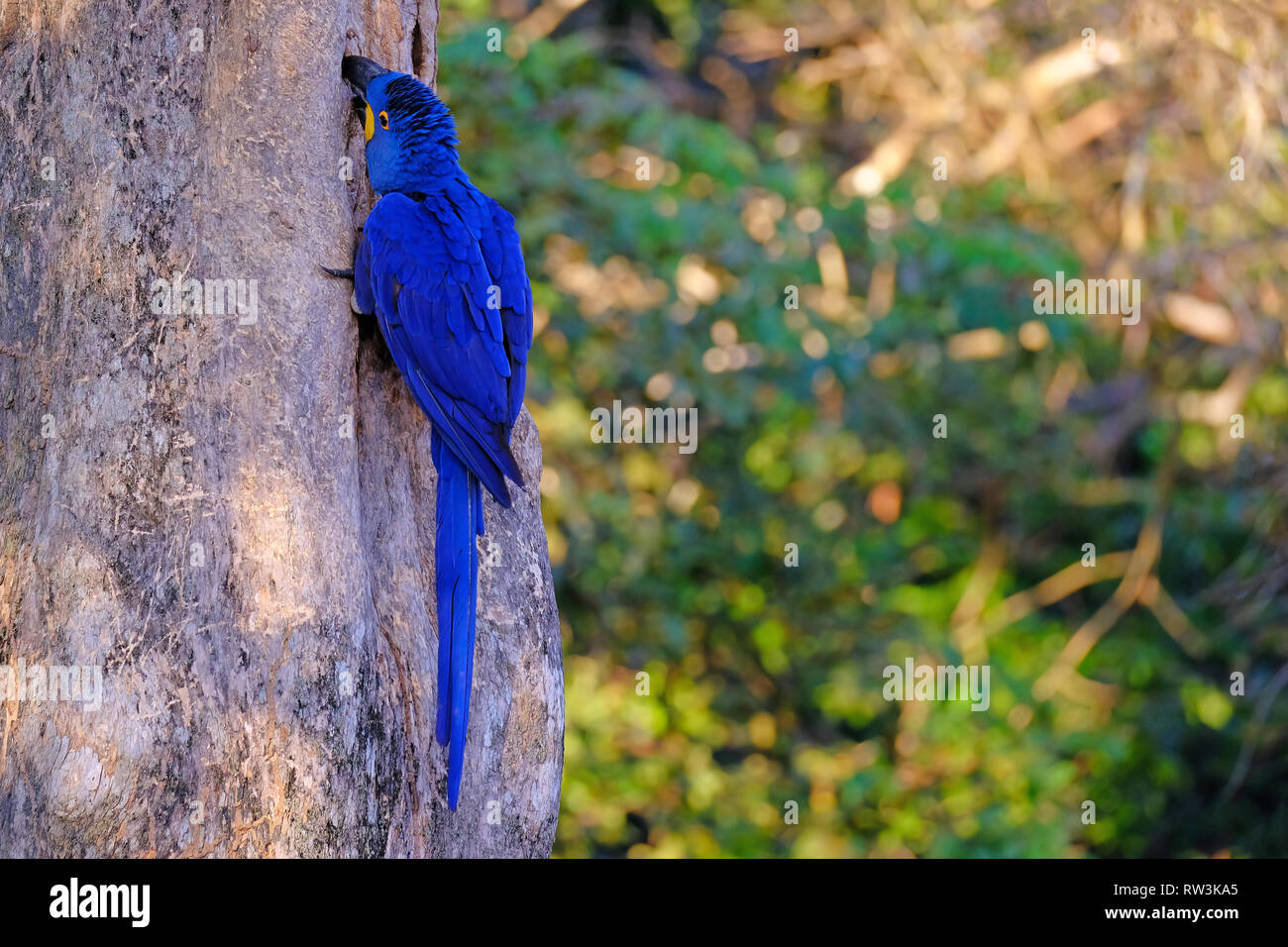 Hyazinthara, Anodorhynchus Hyacinthinus, oder Hyacinthine Macaw, Pantanal, Mato Grosso do Sul, Brasilien Stockfoto