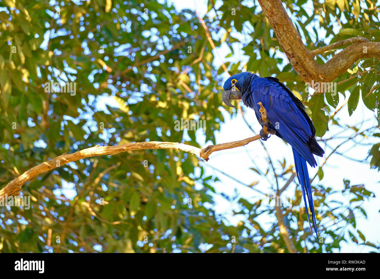 Hyazinthara, Anodorhynchus Hyacinthinus, oder Hyacinthine Macaw, Pantanal, Mato Grosso do Sul, Brasilien Stockfoto