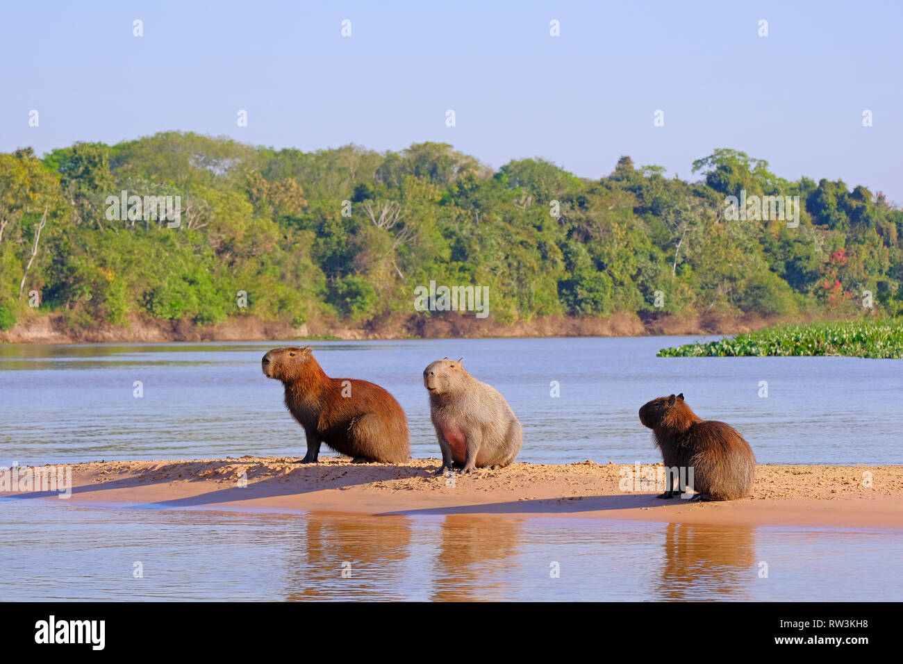 Wasserschwein Hydrochoerus Hydrochaeris, Familie, auch genannt, chiguire chiguiro und carpincho, Cuiaba Fluss, Pantanal, Brasilien Stockfoto