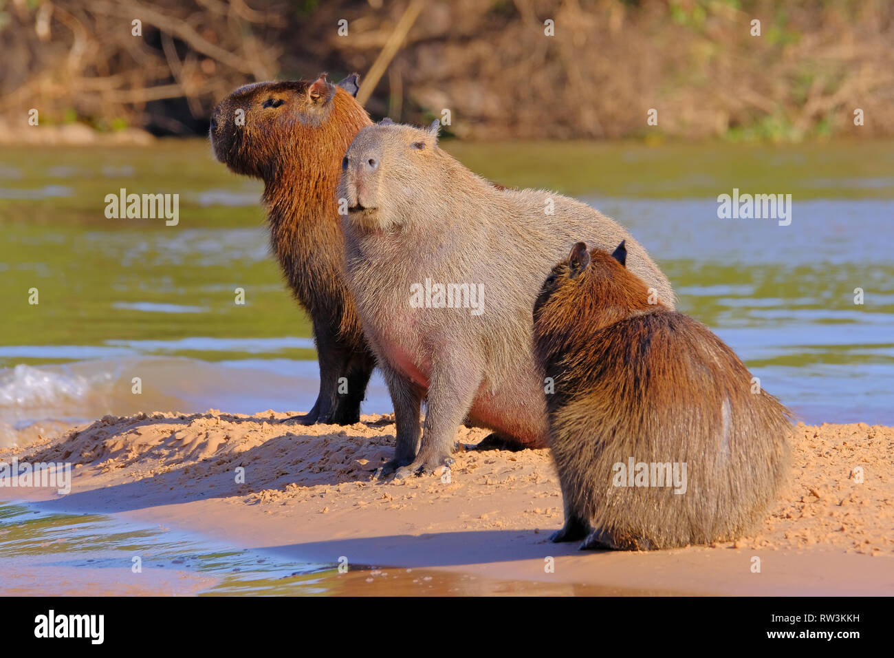 Wasserschwein Hydrochoerus Hydrochaeris Familie Auch Genannt Chiguire Chiguiro Und Carpincho Cuiaba Fluss Pantanal Brasilien Stockfotografie Alamy