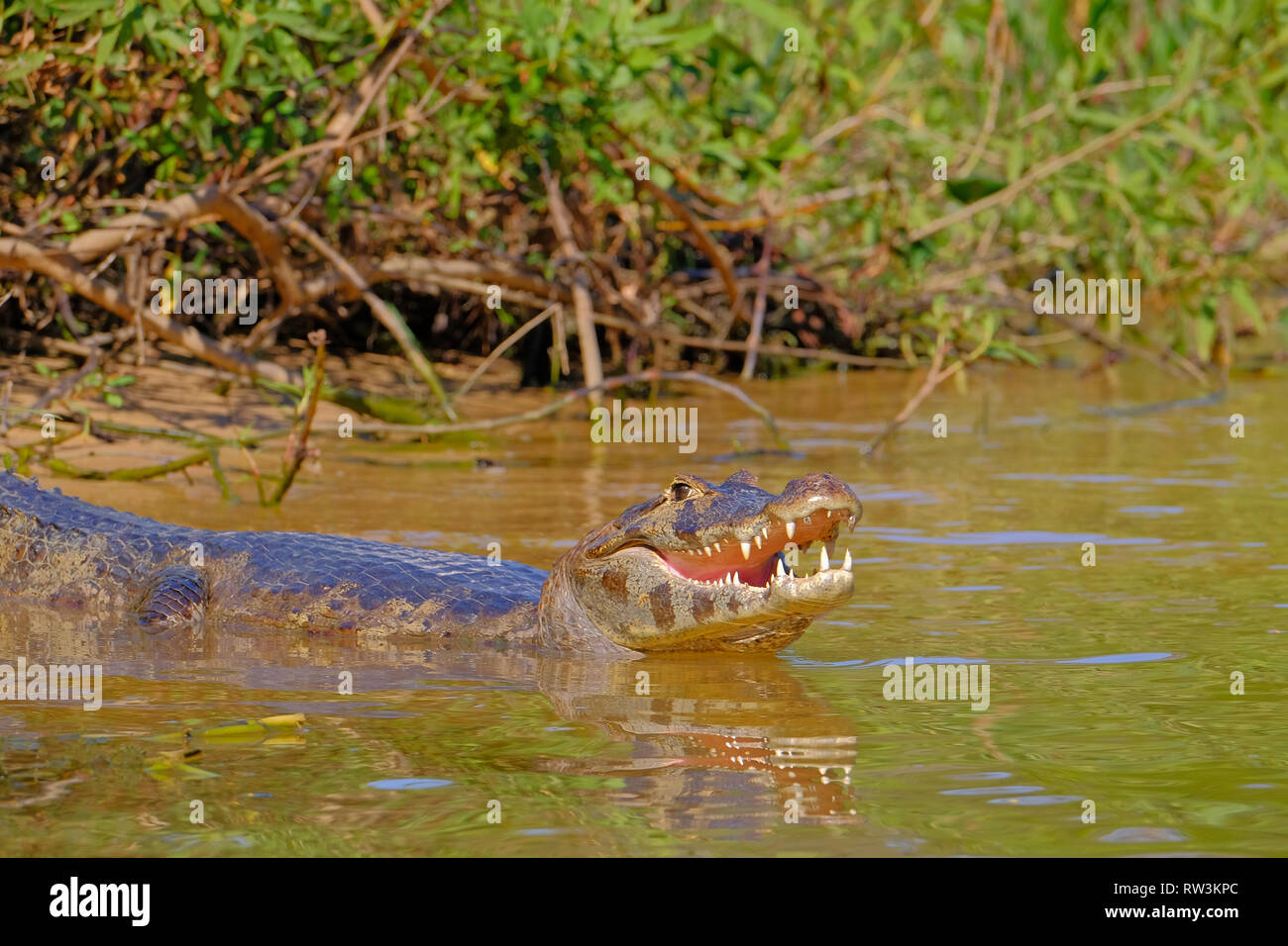Caiman Yacare, Caiman Crocodilus Yacare Jacare, Cuiaba Fluss, Pantanal, Porto Jofre, Mato Grosso, Brasilien Stockfoto