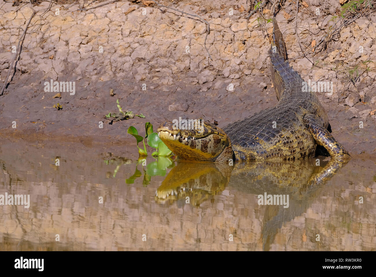 Caiman Yacare, Caiman Crocodilus Yacare Jacare, Cuiaba Fluss, Pantanal, Porto Jofre, Mato Grosso, Brasilien Stockfoto