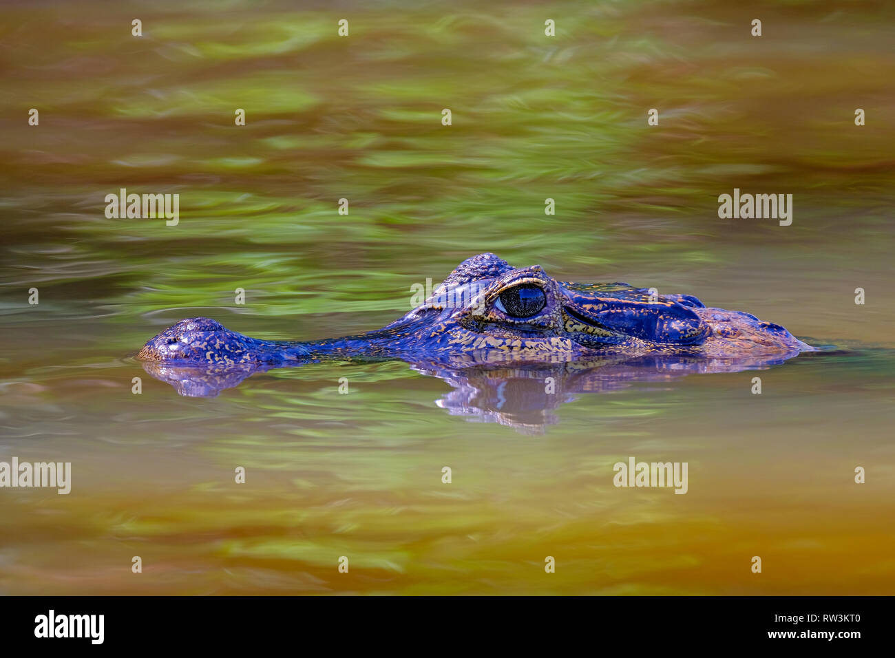 Nahaufnahme von Caiman Yacare, Caiman Crocodilus Yacare Jacare, Schwimmen im Fluss Cuiaba, Pantanal, Porto Jofre, Brasilien Stockfoto