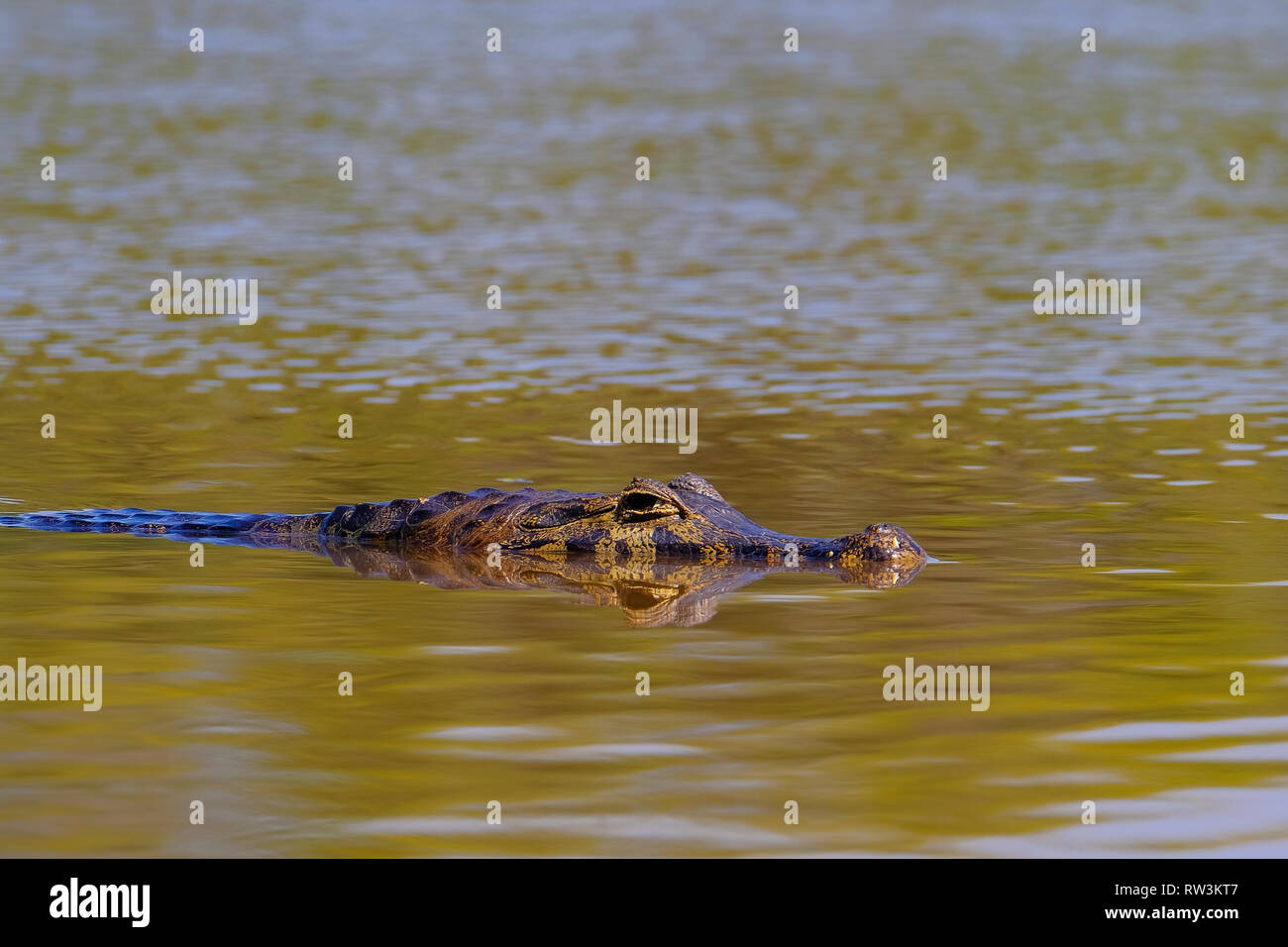 Nahaufnahme von Caiman Yacare, Caiman Crocodilus Yacare Jacare, Schwimmen im Fluss Cuiaba, Pantanal, Porto Jofre, Brasilien Stockfoto