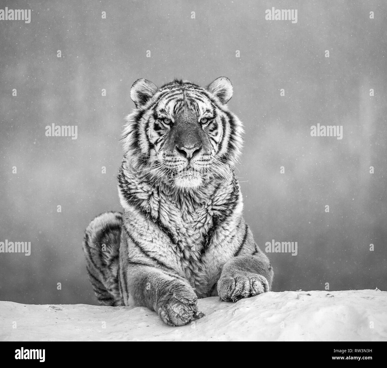 Sibirische Tiger liegend auf einer schneebedeckten Hügel. Portrait gegen den Winter Forest. Schwarz und Weiß. China. Harbin. Mudanjiang Provinz. Hengdaohezi Park Stockfoto