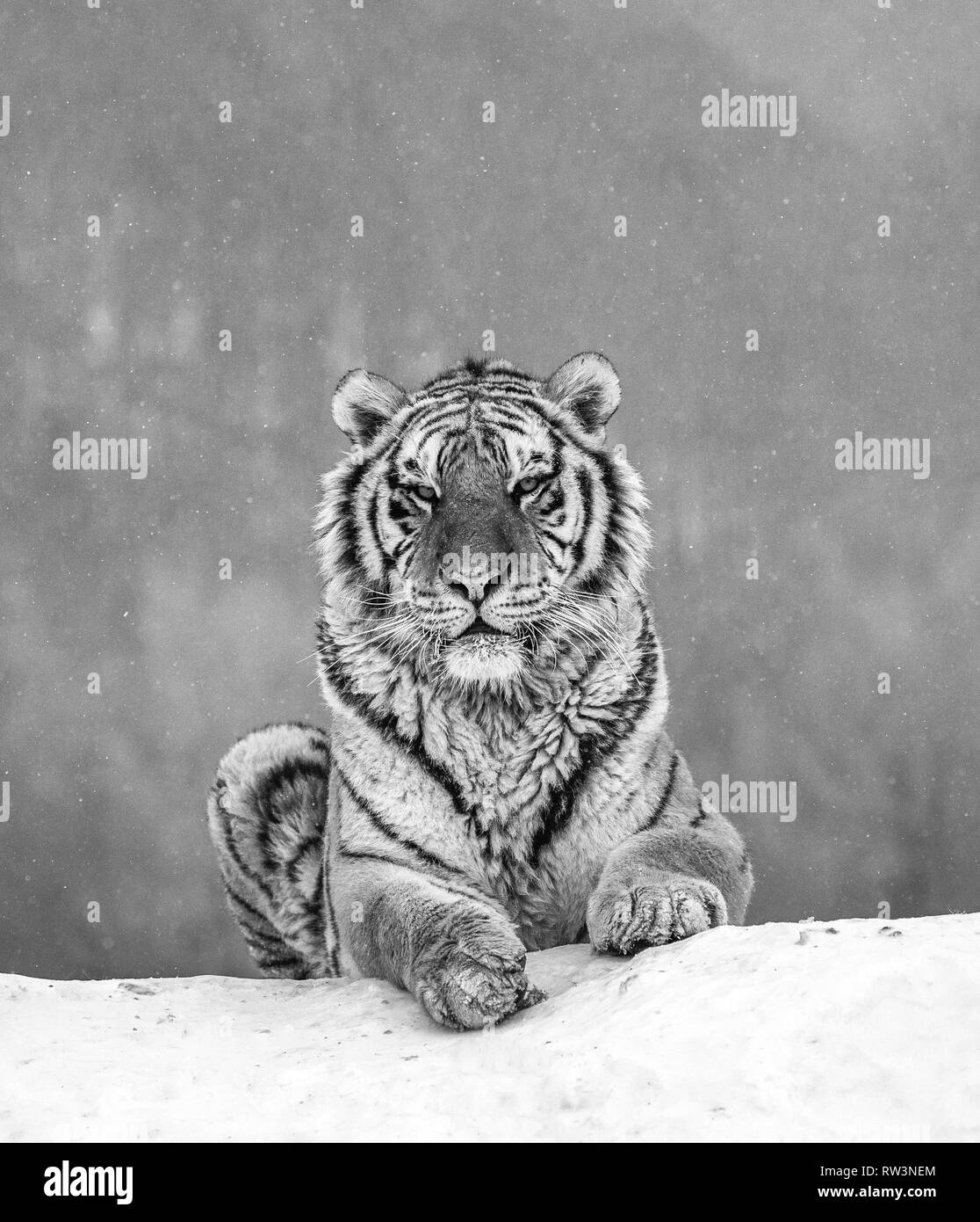 Sibirische Tiger liegend auf einer schneebedeckten Hügel. Portrait gegen den Winter Forest. Schwarz und Weiß. China. Harbin. Mudanjiang Provinz. Hengdaohezi Park Stockfoto