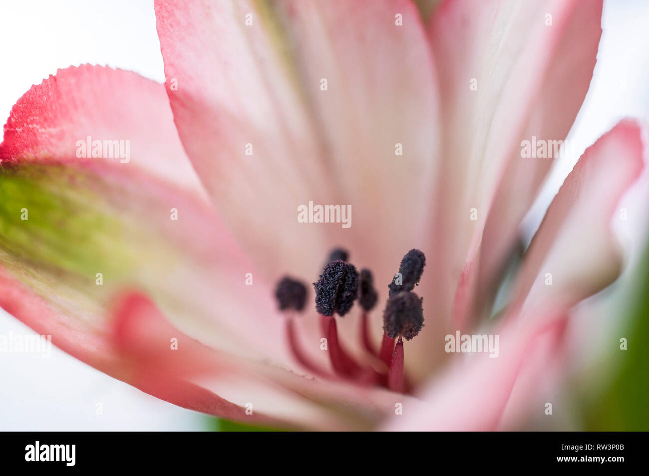 Eine Detailansicht der Staubgefäße der alstroemeria Peruanischen Lilie Blume. Stockfoto