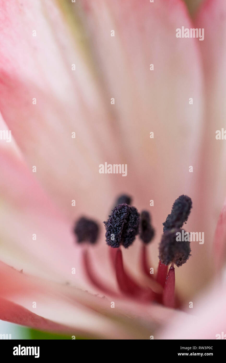 Eine Detailansicht der Staubgefäße der Alstroemeria peruanischen Lilie Blume. Stockfoto