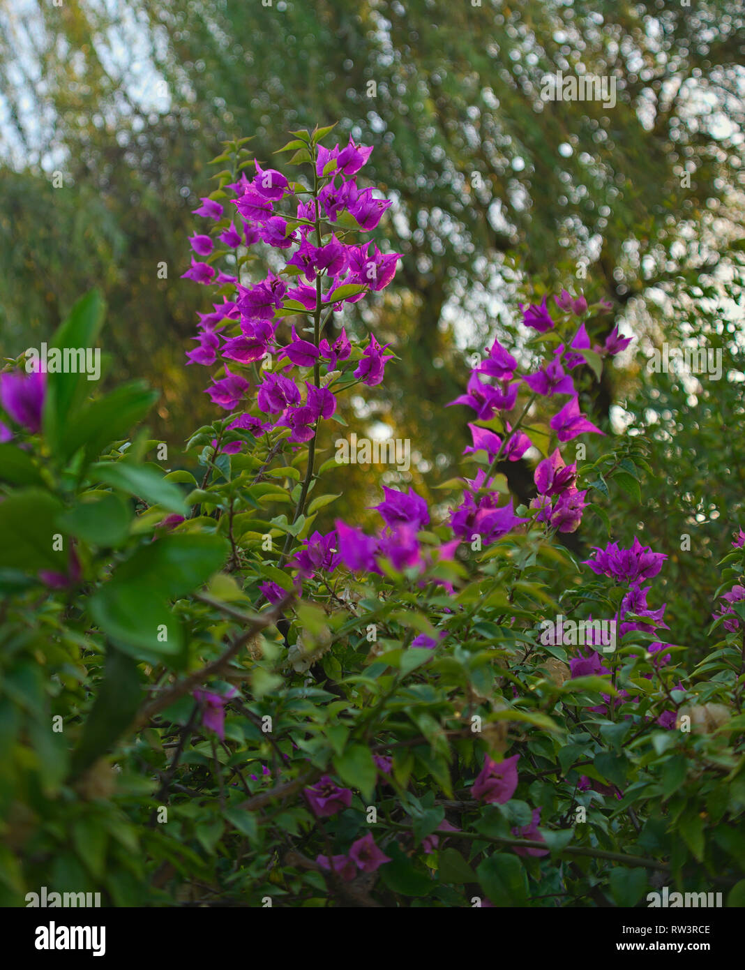 Bush blühende mit Überfluß von kleinen rosa Blüten Stockfoto