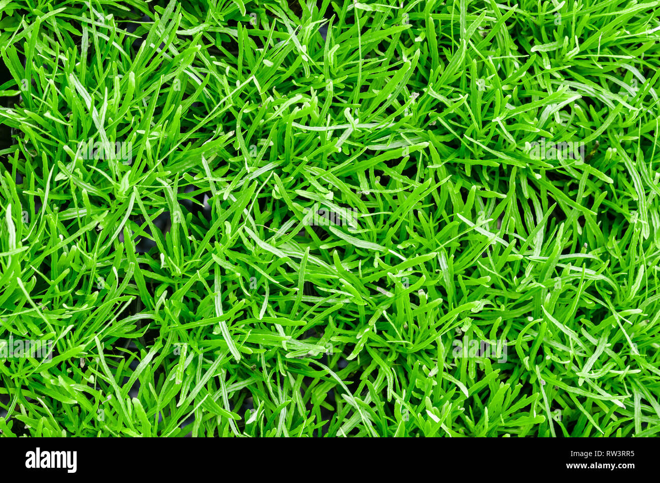Natur grüne Gras Hintergrund der Ansicht von oben. Stockfoto