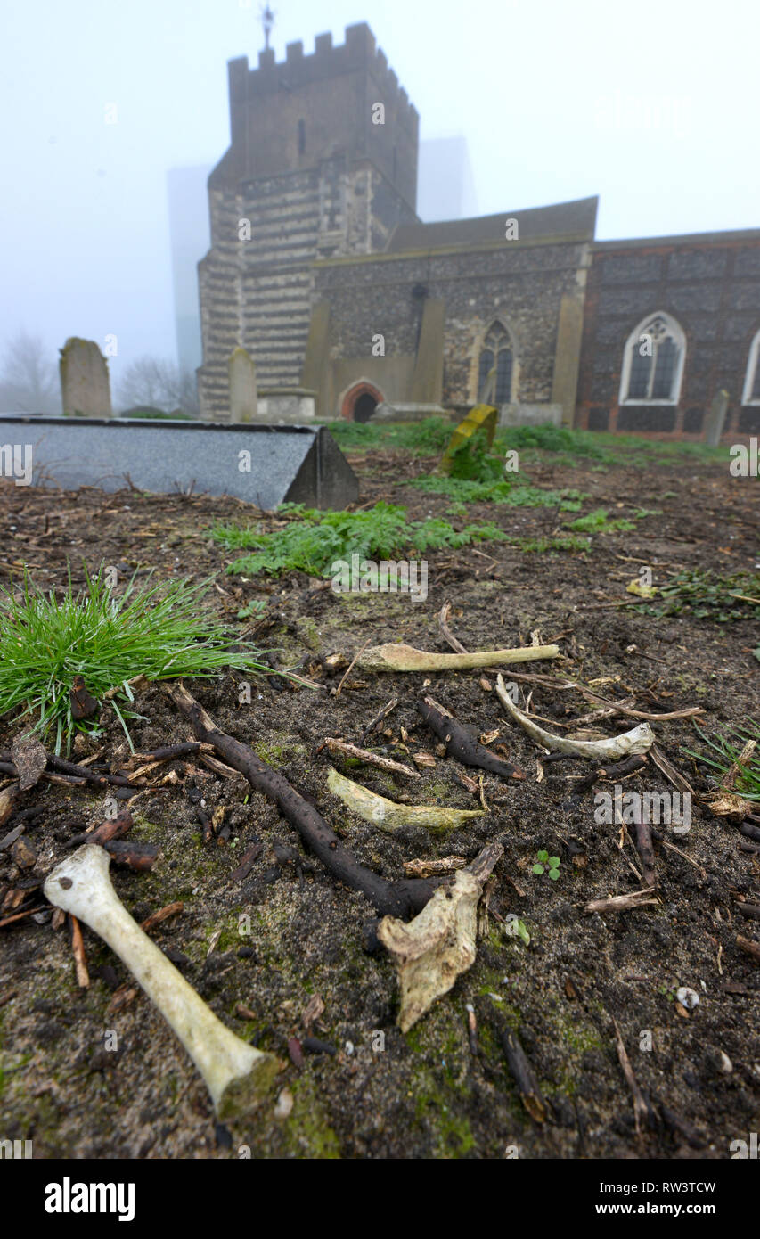 Menschliche Knochen auf dem Friedhof der St. Clement's Church West Thurrock verstreut Stockfoto