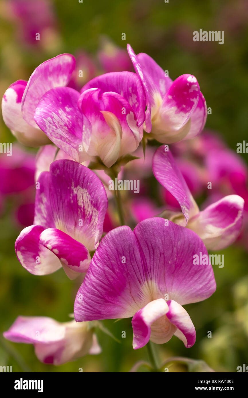 Eine Nahaufnahme der Schönen und zarten Lila und Weiß Sweet pea Blumen, Porträt Aspekt Stockfoto