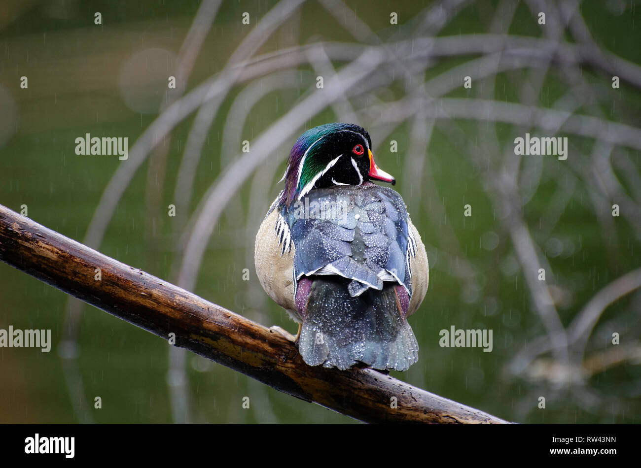 Ein männlicher Holz Ente (Aix sponsa) Sitzstangen auf einem Ast im Regen, Franklin Canyon, Los Angeles, CA. Stockfoto