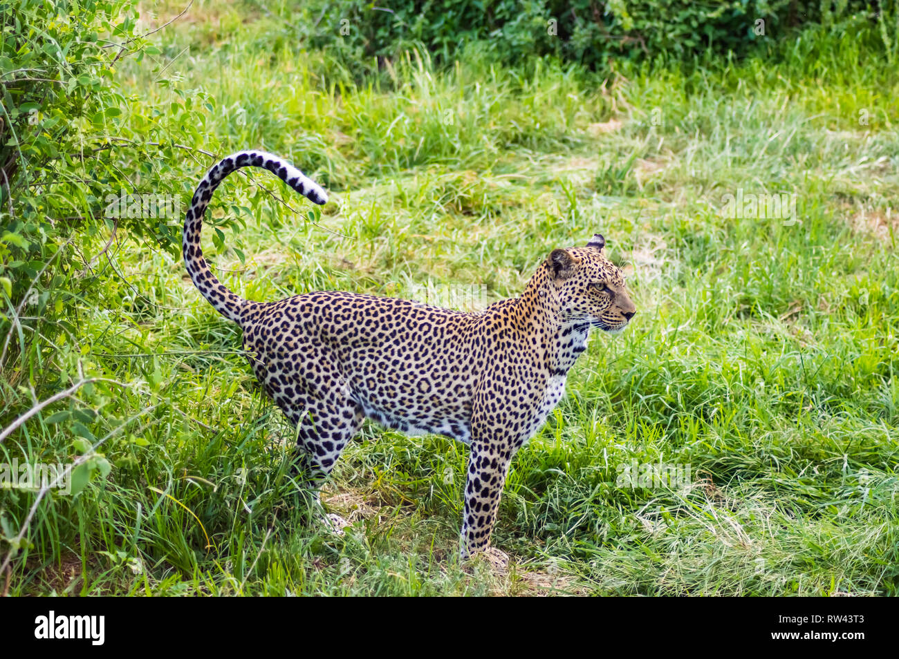 Ein Leopard wandern in den Wald in Samburu Park im Zentrum von Kenia Stockfoto
