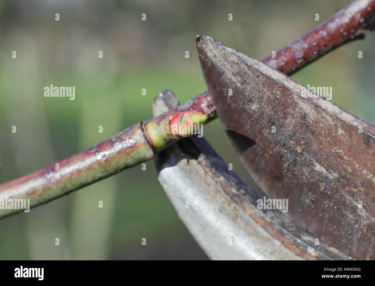 Rosa. Die Beschneidung einen Rosenbusch mit gartenschere in einem Englischen Garten im Winter - Februar, Großbritannien Stockfoto