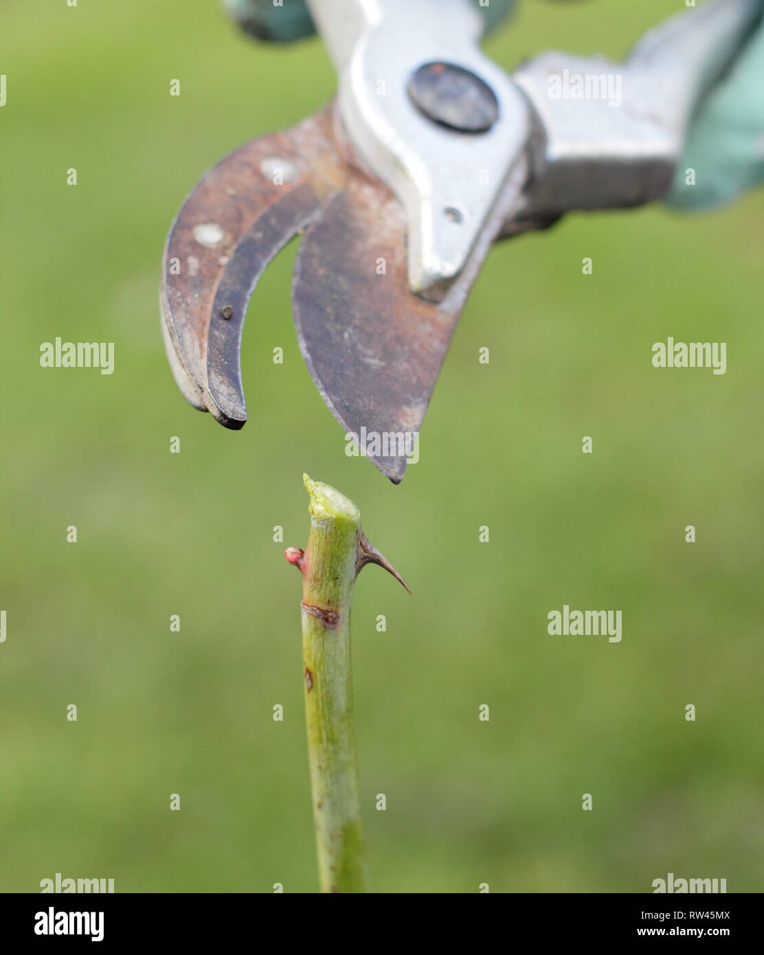 Rosa. Die Beschneidung einen Rosenbusch mit gartenschere in einem Englischen Garten im Winter - Februar, Großbritannien Stockfoto