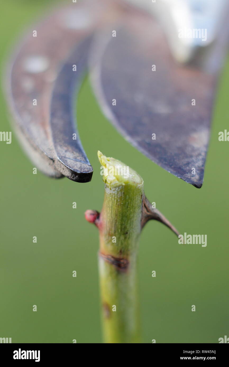 Rosa. Die Beschneidung einen Rosenbusch mit gartenschere in einem Englischen Garten im Winter - Februar, Großbritannien Stockfoto