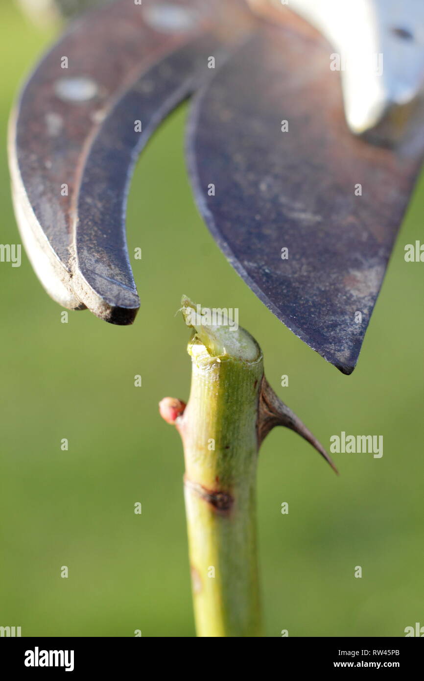 Rosa. Die Beschneidung einen Rosenbusch mit gartenschere in einem Englischen Garten im Winter - Februar, Großbritannien Stockfoto