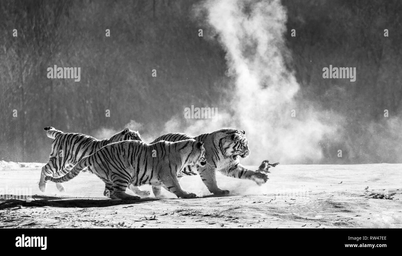 Sibirische Tiger in einer verschneiten Waldlichtung fangen ihre Beute. Sehr dynamische ERSCHOSSEN. Schwarz und Weiß. China. Harbin. Mudanjiang Provinz. Hengdaohezi Park. Stockfoto
