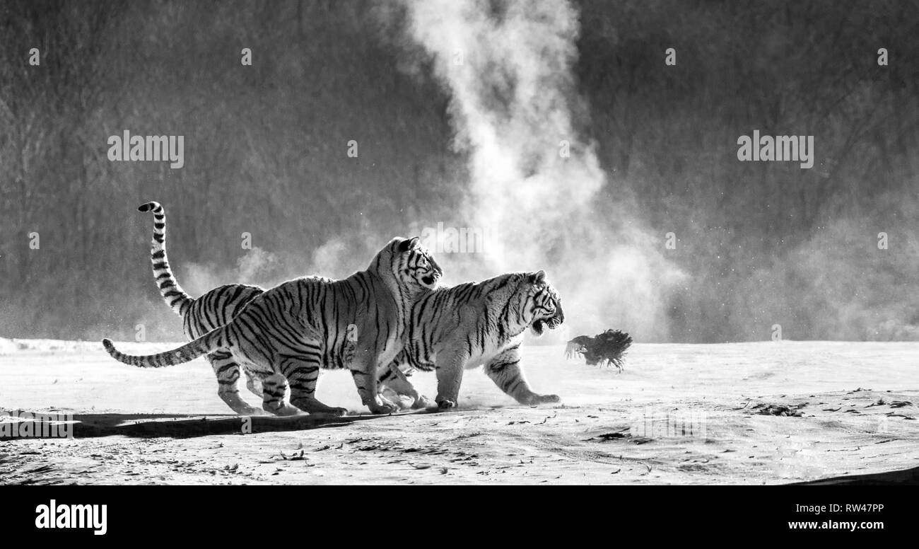 Sibirische Tiger in einer verschneiten Waldlichtung fangen ihre Beute. Sehr dynamische ERSCHOSSEN. Schwarz und Weiß. China. Harbin. Mudanjiang Provinz. Hengdaohezi Park. Stockfoto