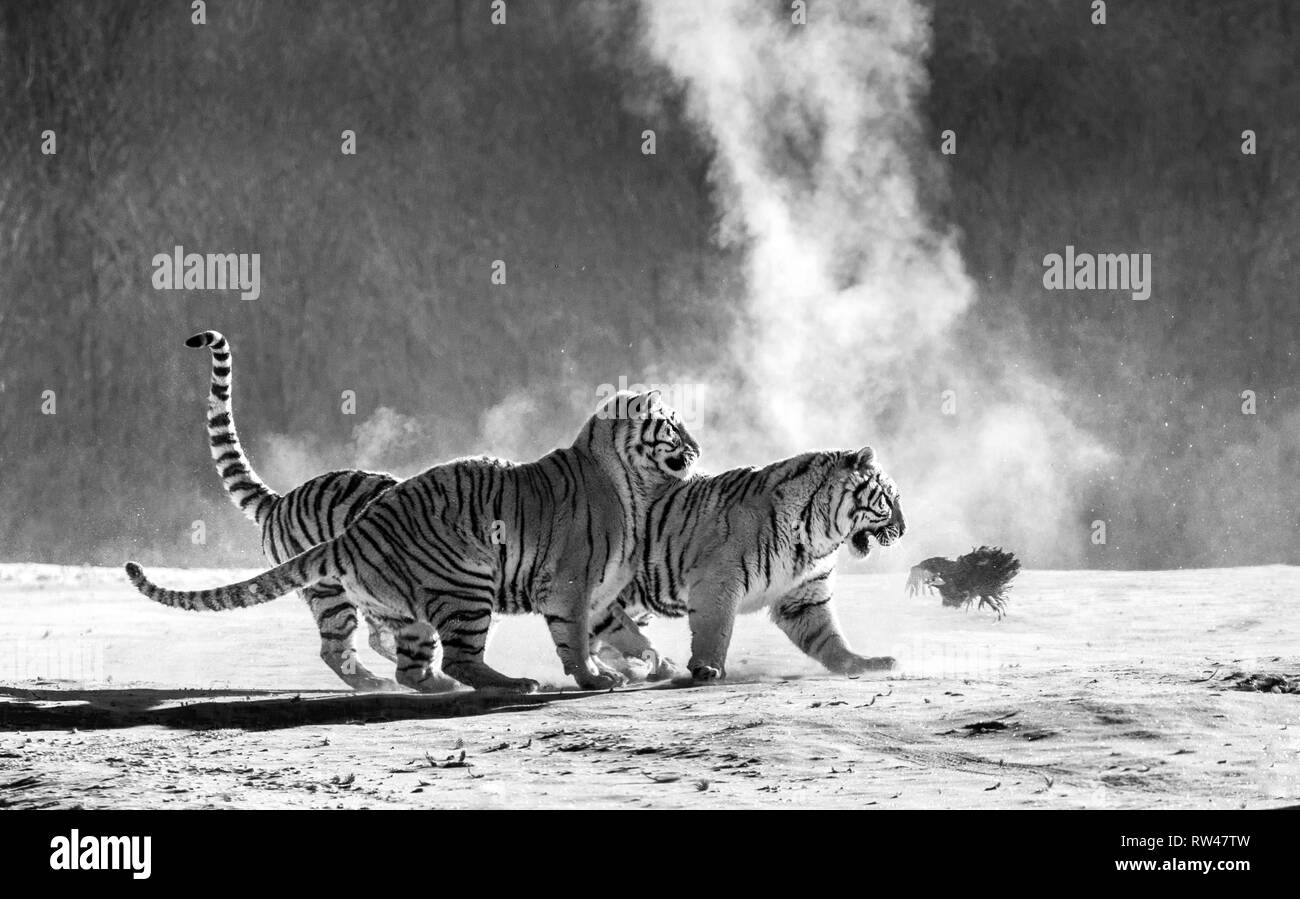 Sibirische Tiger in einer verschneiten Waldlichtung fangen ihre Beute. Sehr dynamische ERSCHOSSEN. Schwarz und Weiß. China. Harbin. Mudanjiang Provinz. Hengdaohezi Park. Stockfoto