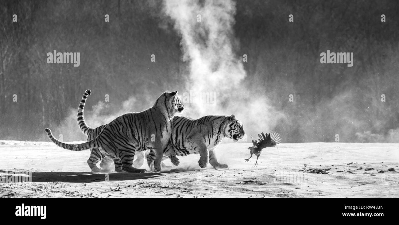 Sibirische Tiger in einer verschneiten Waldlichtung fangen ihre Beute. Sehr dynamische ERSCHOSSEN. Schwarz und Weiß. China. Harbin. Mudanjiang Provinz. Hengdaohezi Park. Stockfoto