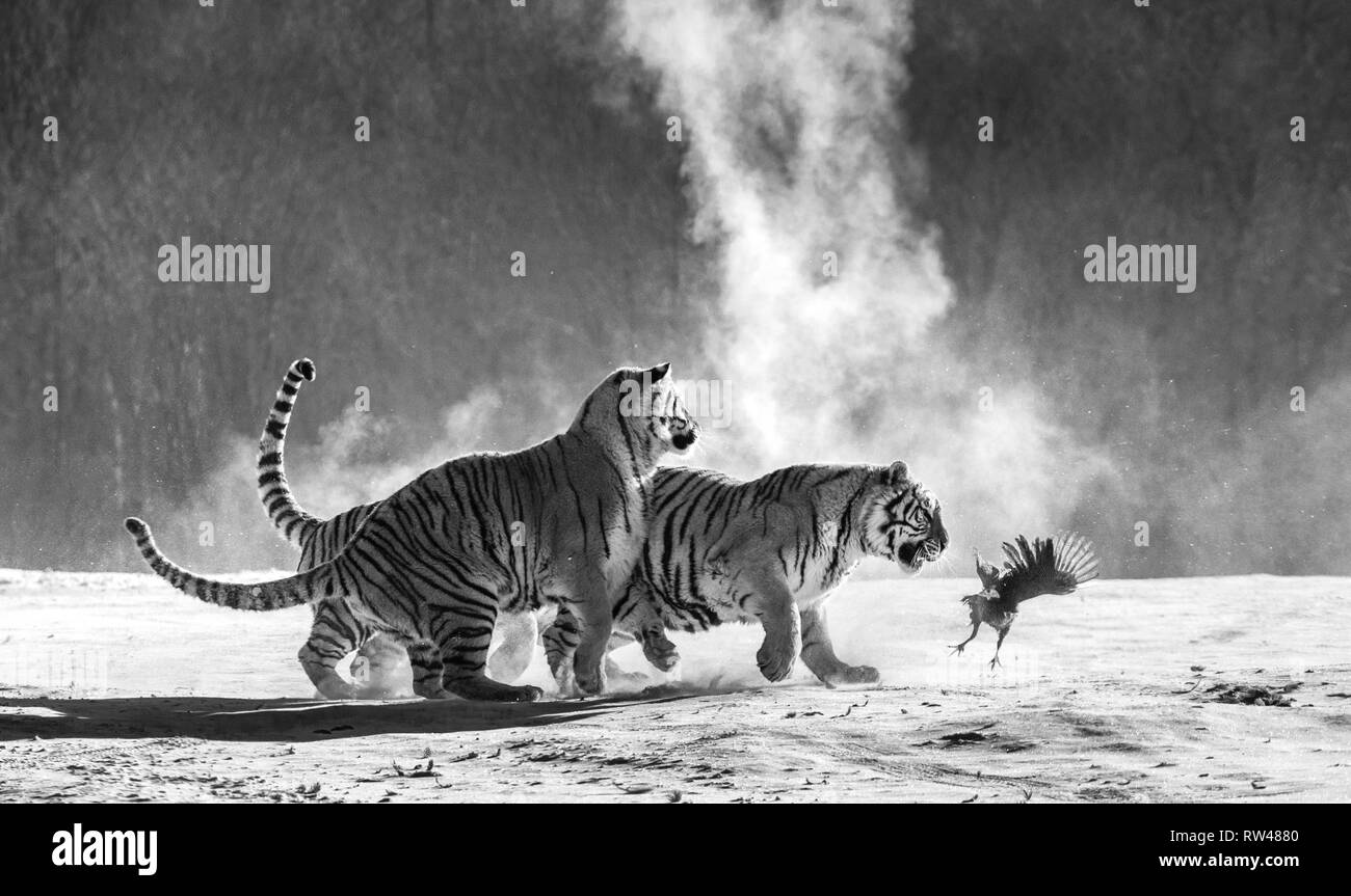 Sibirische Tiger in einer verschneiten Waldlichtung fangen ihre Beute. Sehr dynamische ERSCHOSSEN. Schwarz und Weiß. China. Harbin. Mudanjiang Provinz. Hengdaohezi Park. Stockfoto