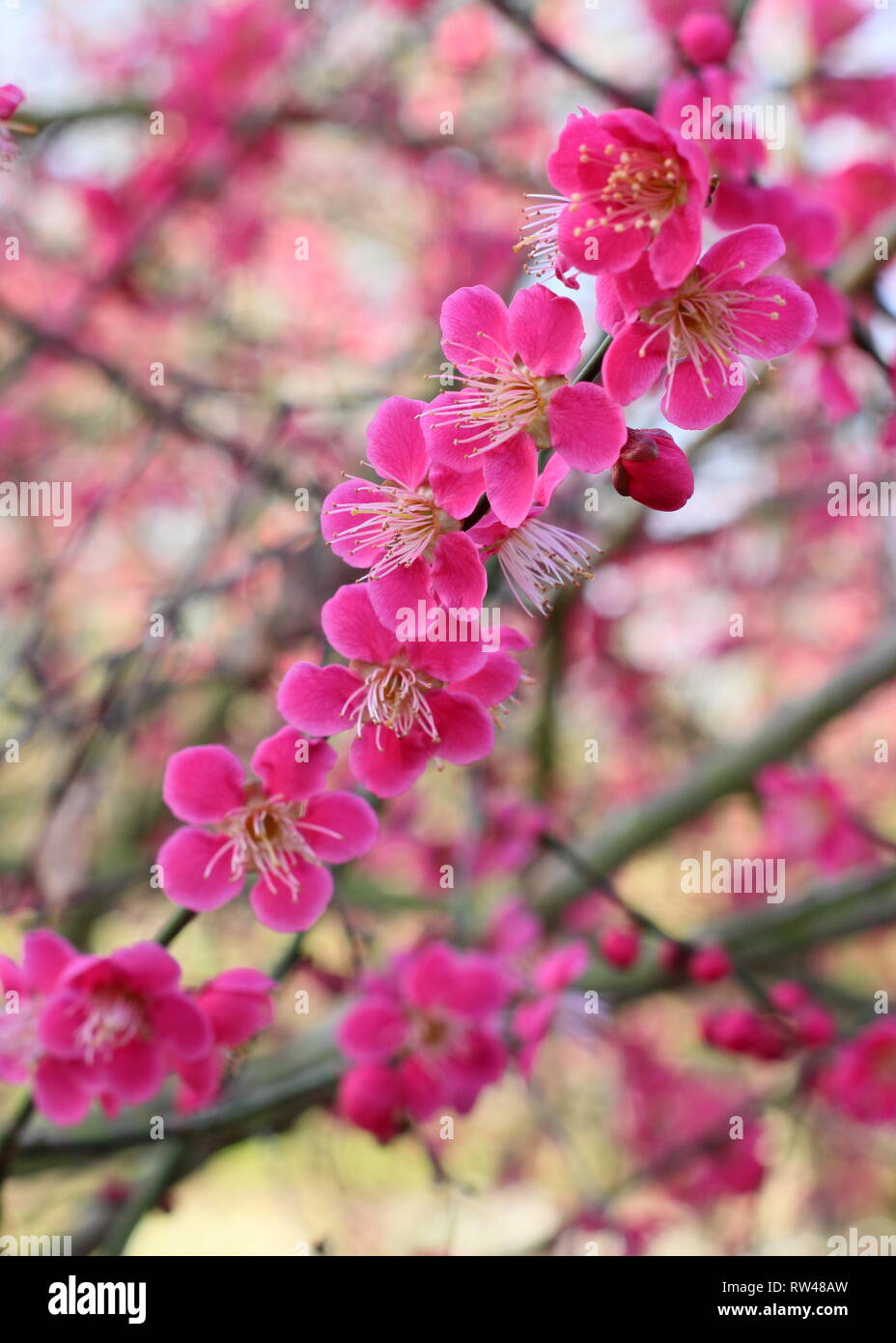 Prunus japanische Aprikose 'Beni-Chidori'. Winter Blüten der Japanische Aprikose Baum im Februar, Großbritannien Stockfoto