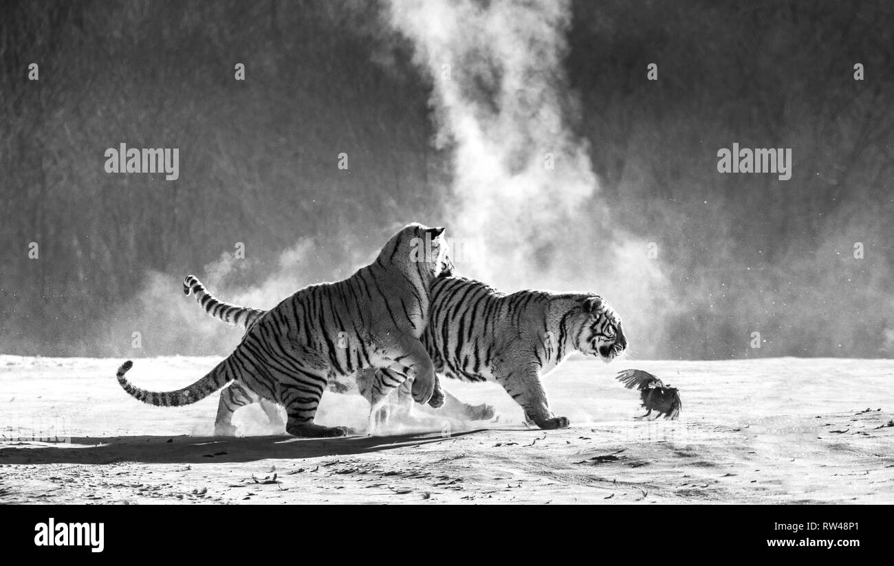 Sibirische Tiger in einer verschneiten Waldlichtung fangen ihre Beute. Sehr dynamische ERSCHOSSEN. Schwarz und Weiß. China. Harbin. Mudanjiang Provinz. Hengdaohezi Park. Stockfoto