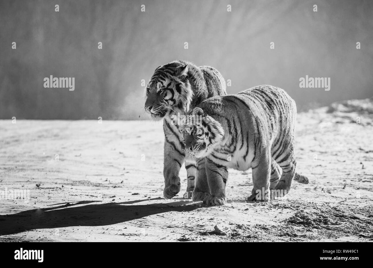 Paar sibirische Tiger in einer verschneiten Waldlichtung. Schwarz und Weiß. China. Harbin. Mudanjiang Provinz. Hengdaohezi Park. Siberian Tiger Park. Winter. Stockfoto