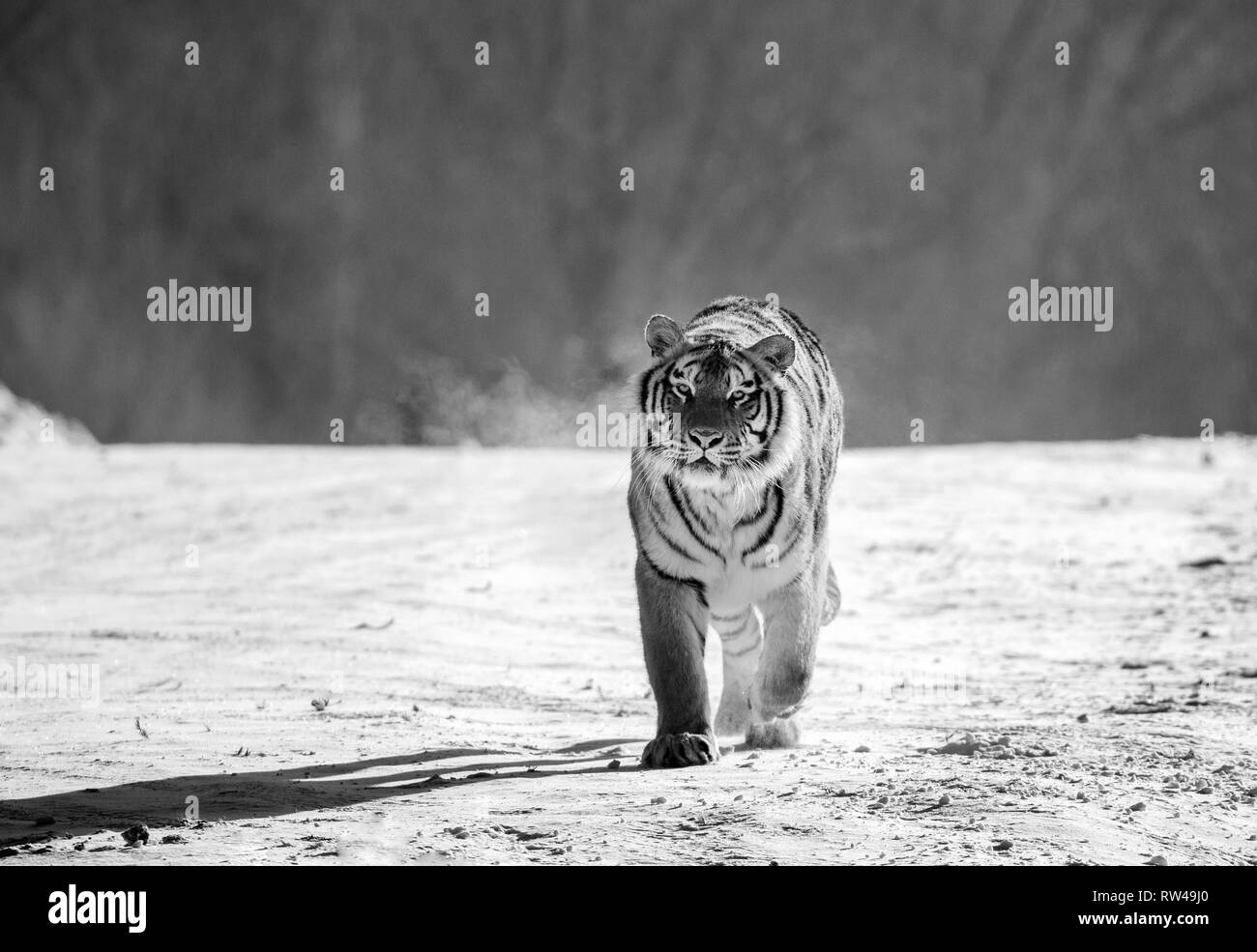 Sibirische Tiger Spaziergänge in einer verschneiten Waldlichtung in eine Wolke von Dampf in einem harten Frost. Schwarz und Weiß. Sehr ungewöhnliches Bild. China. Harbin. Mudanjiang Provinz. Stockfoto