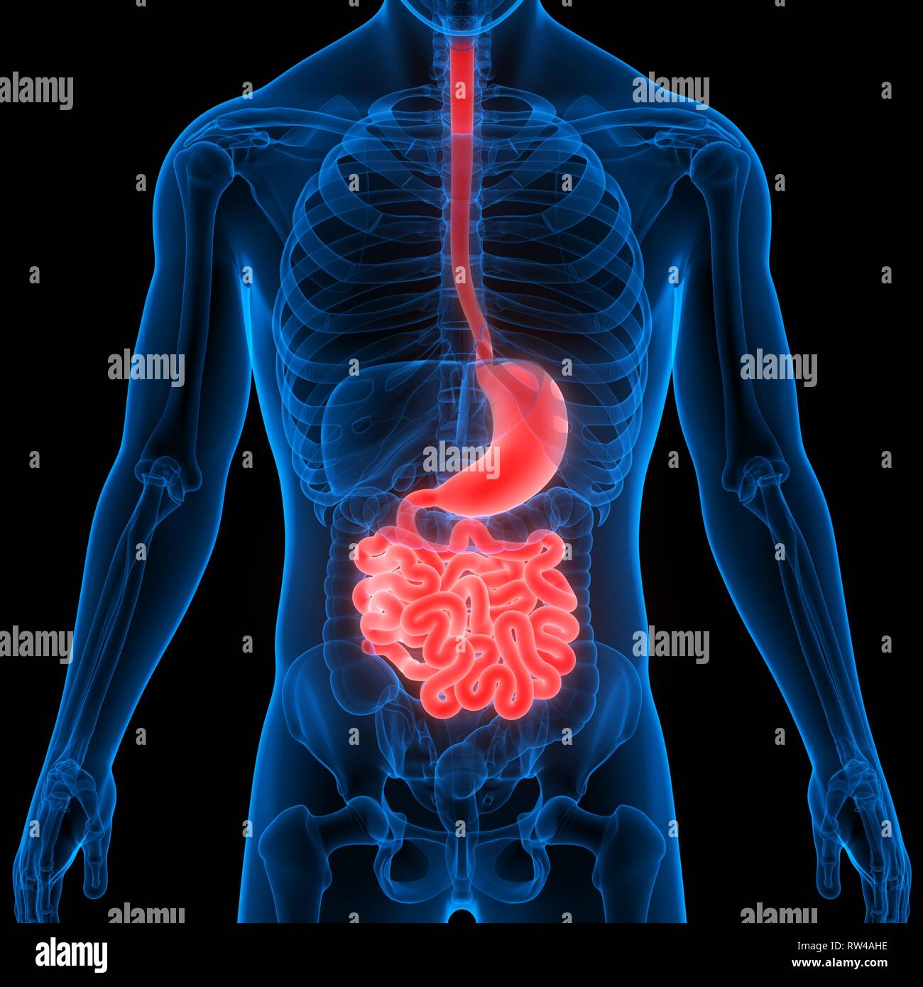 Menschliche Verdauungssystem Magen mit kleinen Darm Anatomie Stockfoto